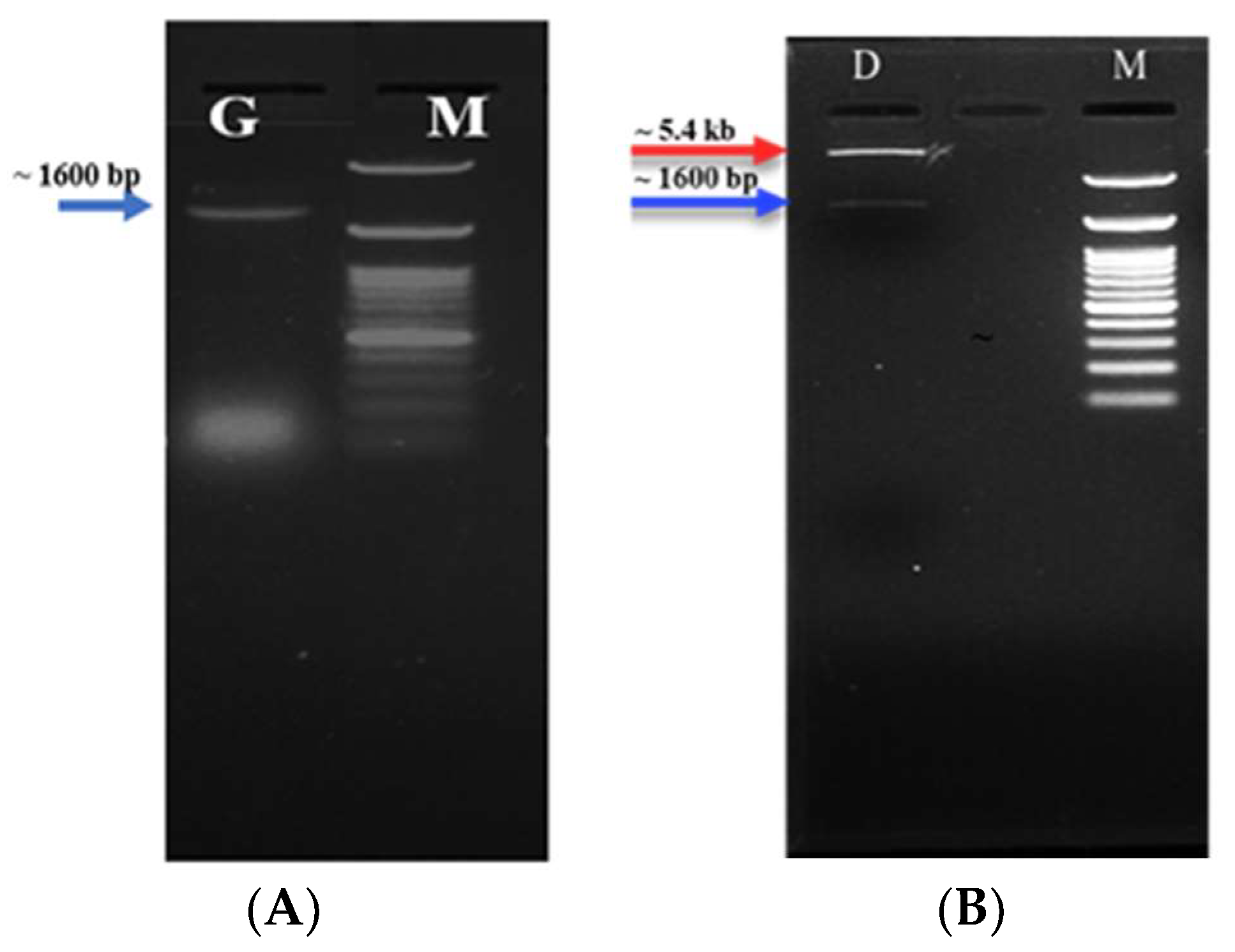 Molecules 29 01466 g002