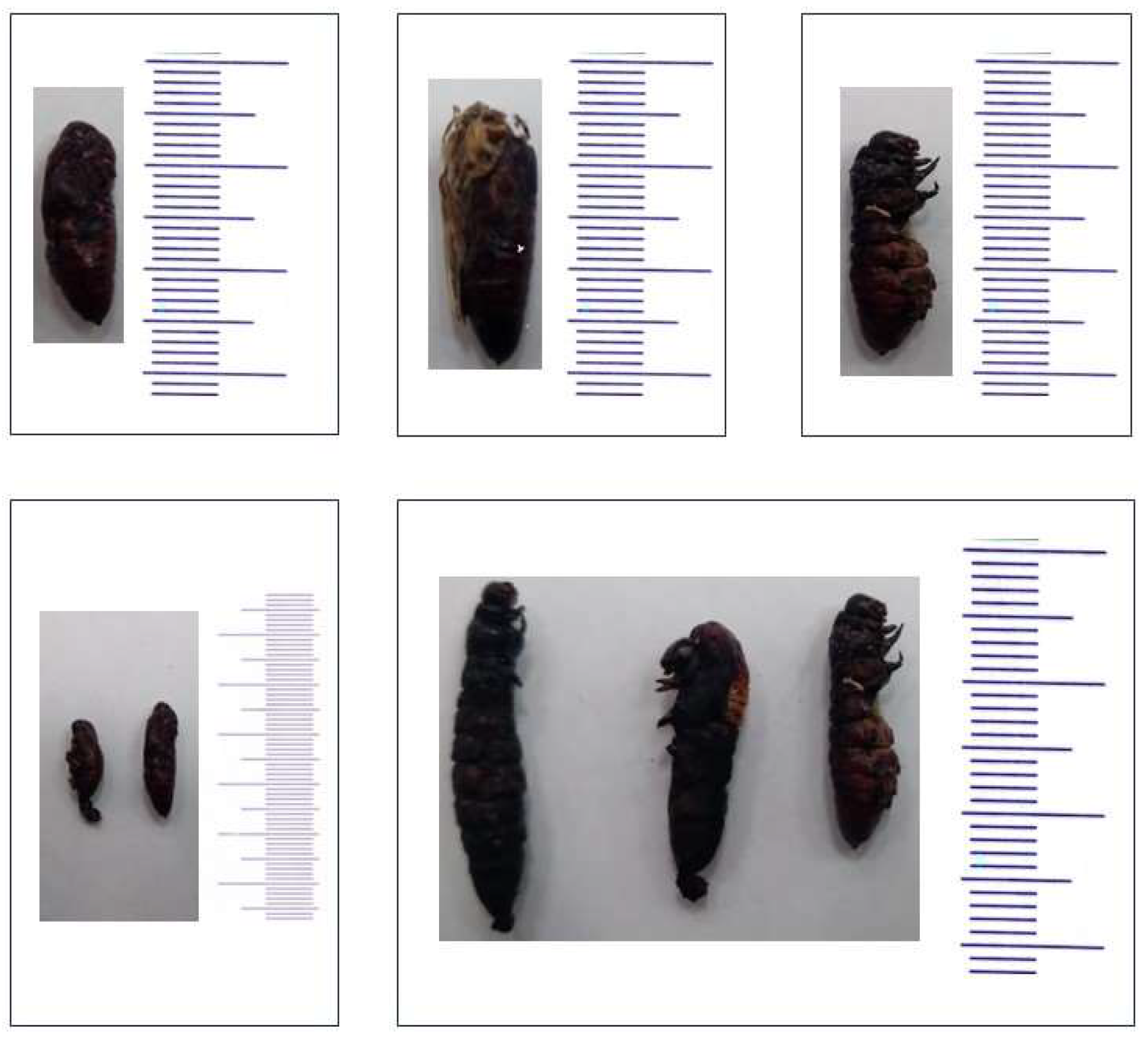 Molecules 29 01466 g011