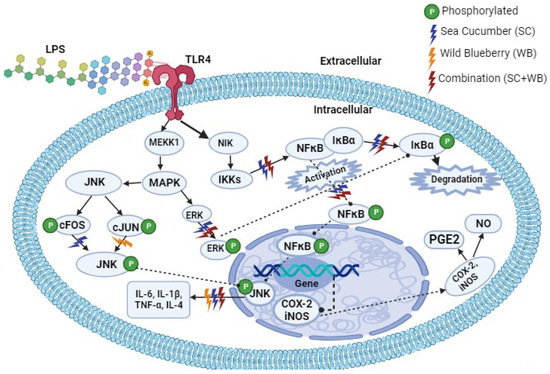 Sea Cucumber and Blueberry Extracts Suppress Inflammation and Reduce Acute  Lung Injury through the Regulation of NF-B/MAPK/JNK Signaling Pathway in  Lipopolysaccharide-Treated C57BL/6 Mice