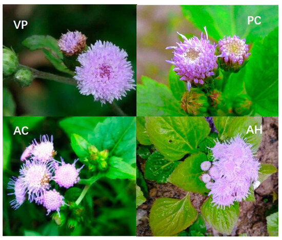 Identification of Vernonia patula Merr. and Its Similar Varieties