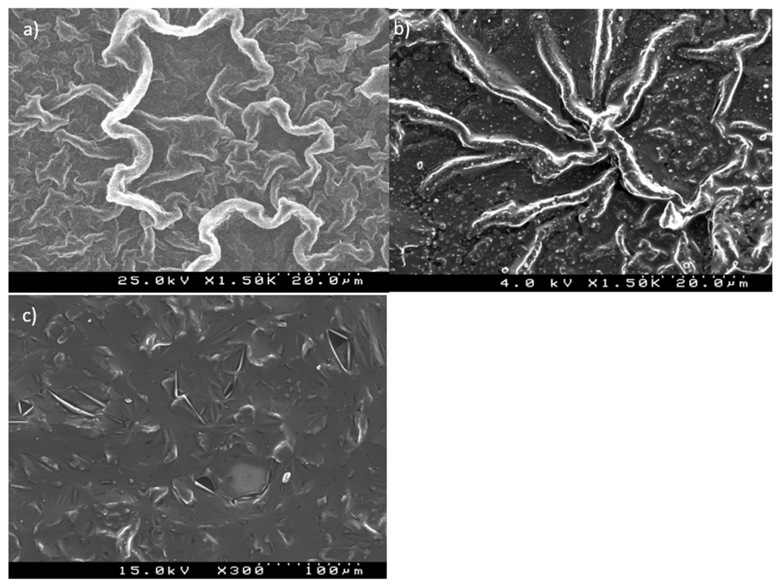 Molecules 29 01531 g004