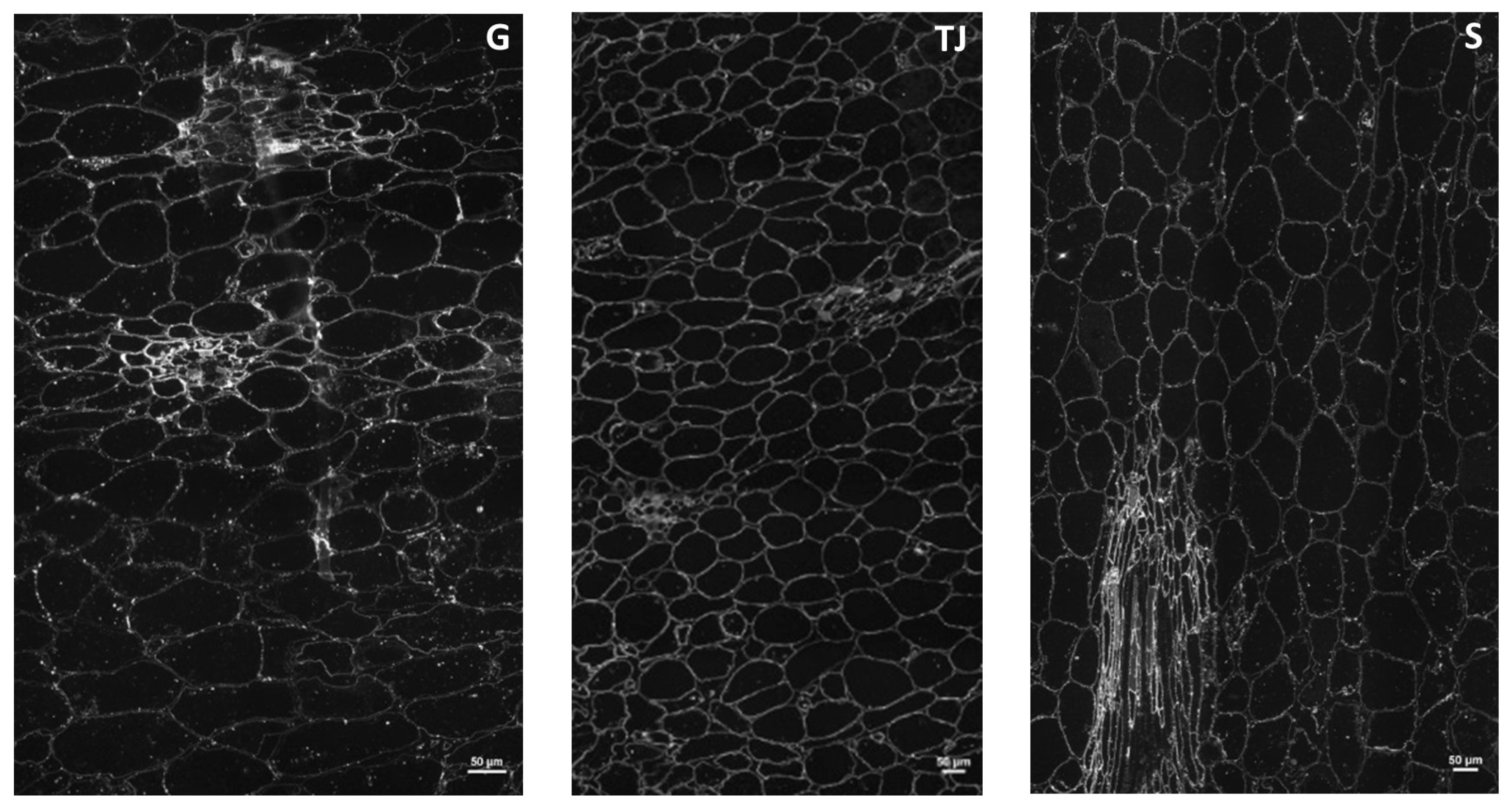 Molecules 29 01596 g003