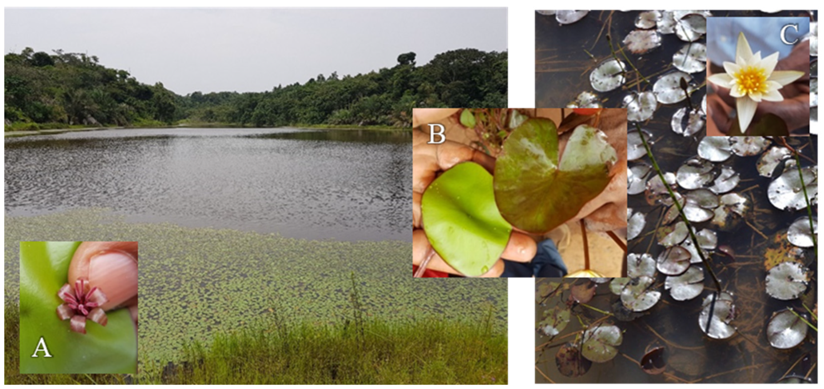 Molecules 29 01611 g005 Molecules 29 01611 g005