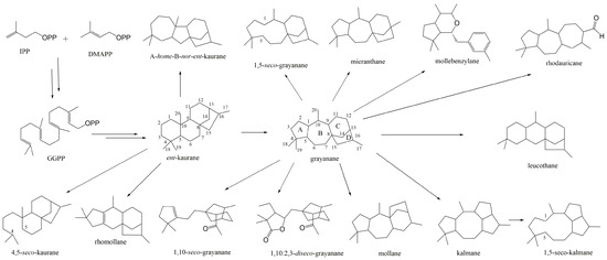 Recent Advances in Grayanane Diterpenes: Isolation