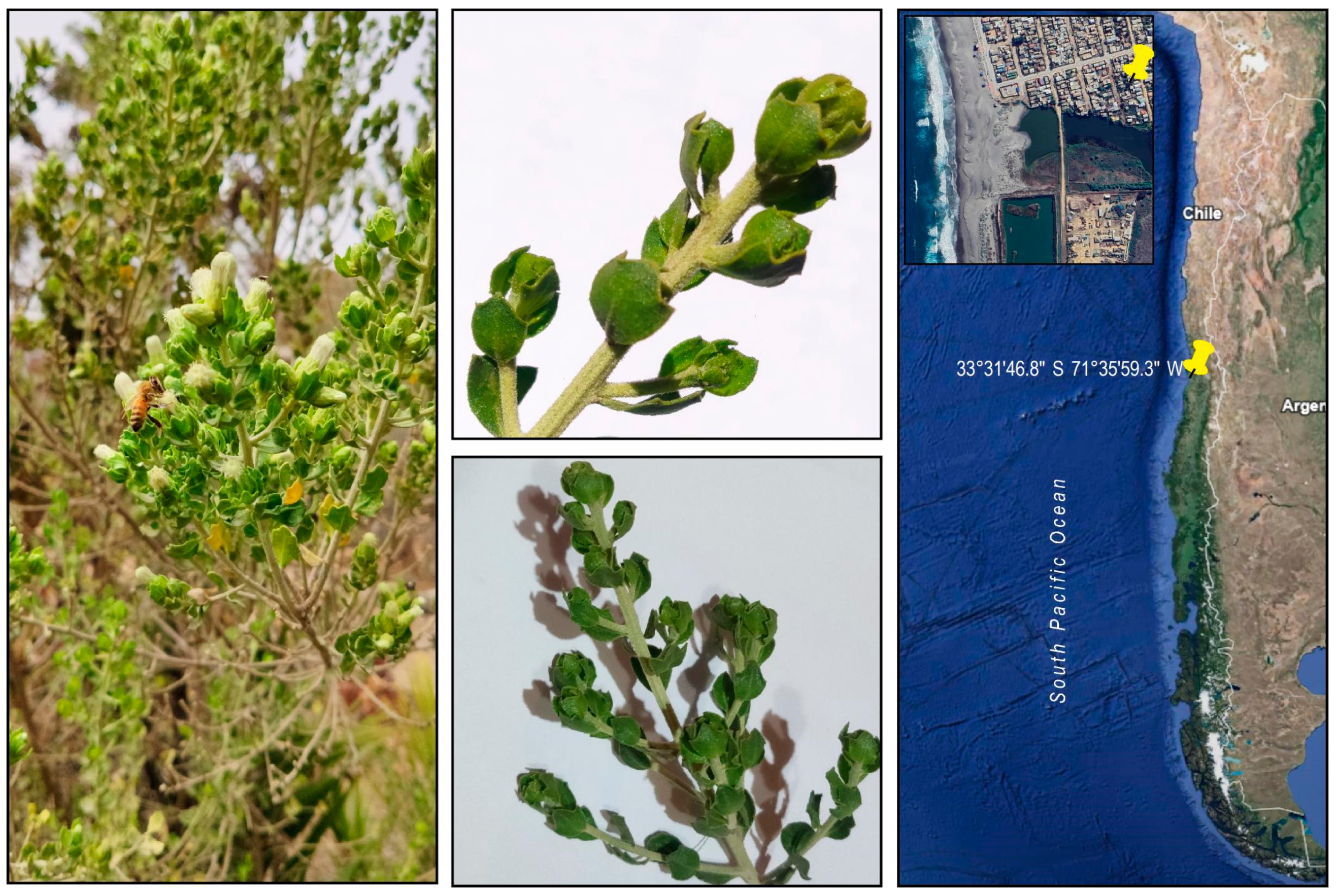 Molecules 29 01654 g001