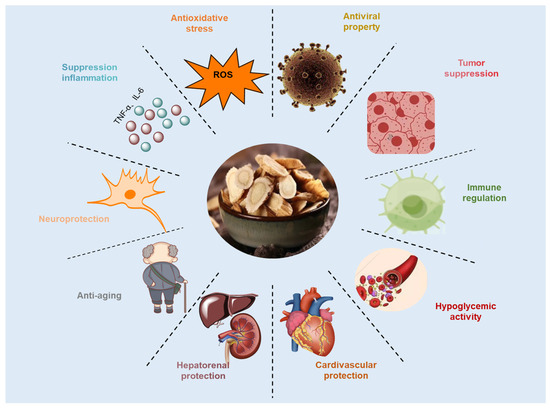 The Antioxidant Action of Astragali radix: Its Active