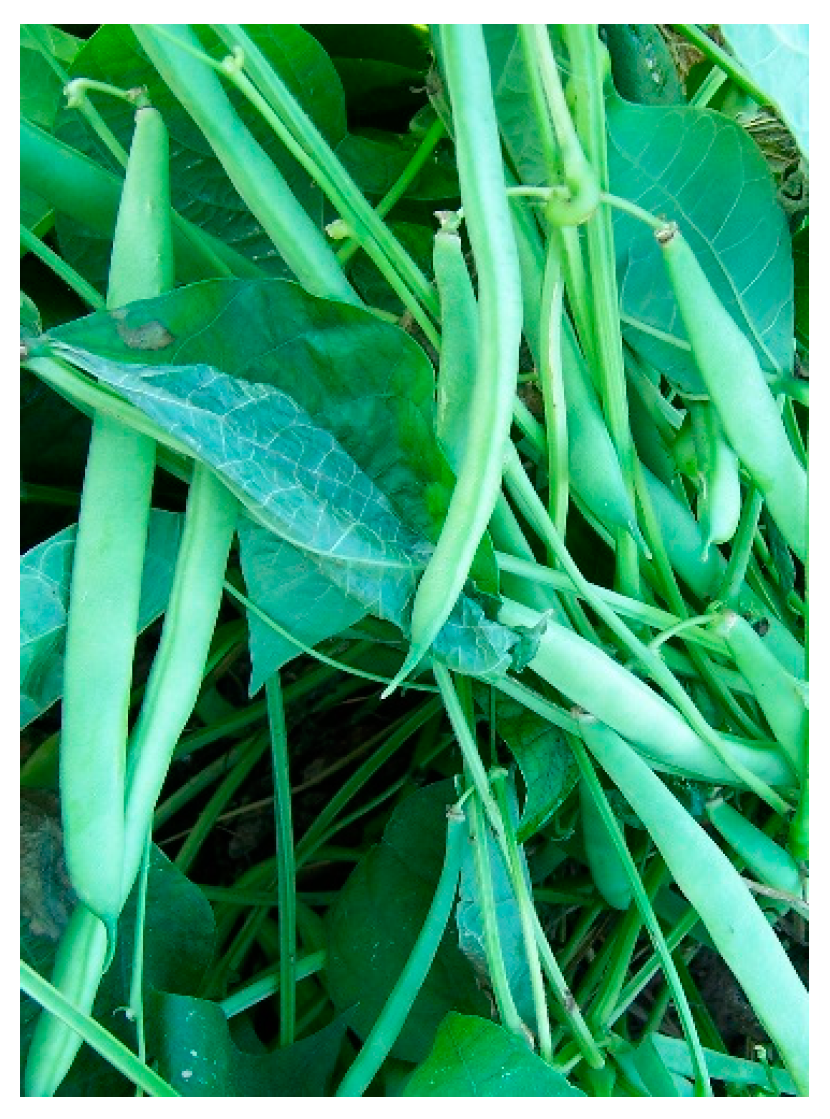 Molecules 29 01732 g004 Molecules 29 01732 g004