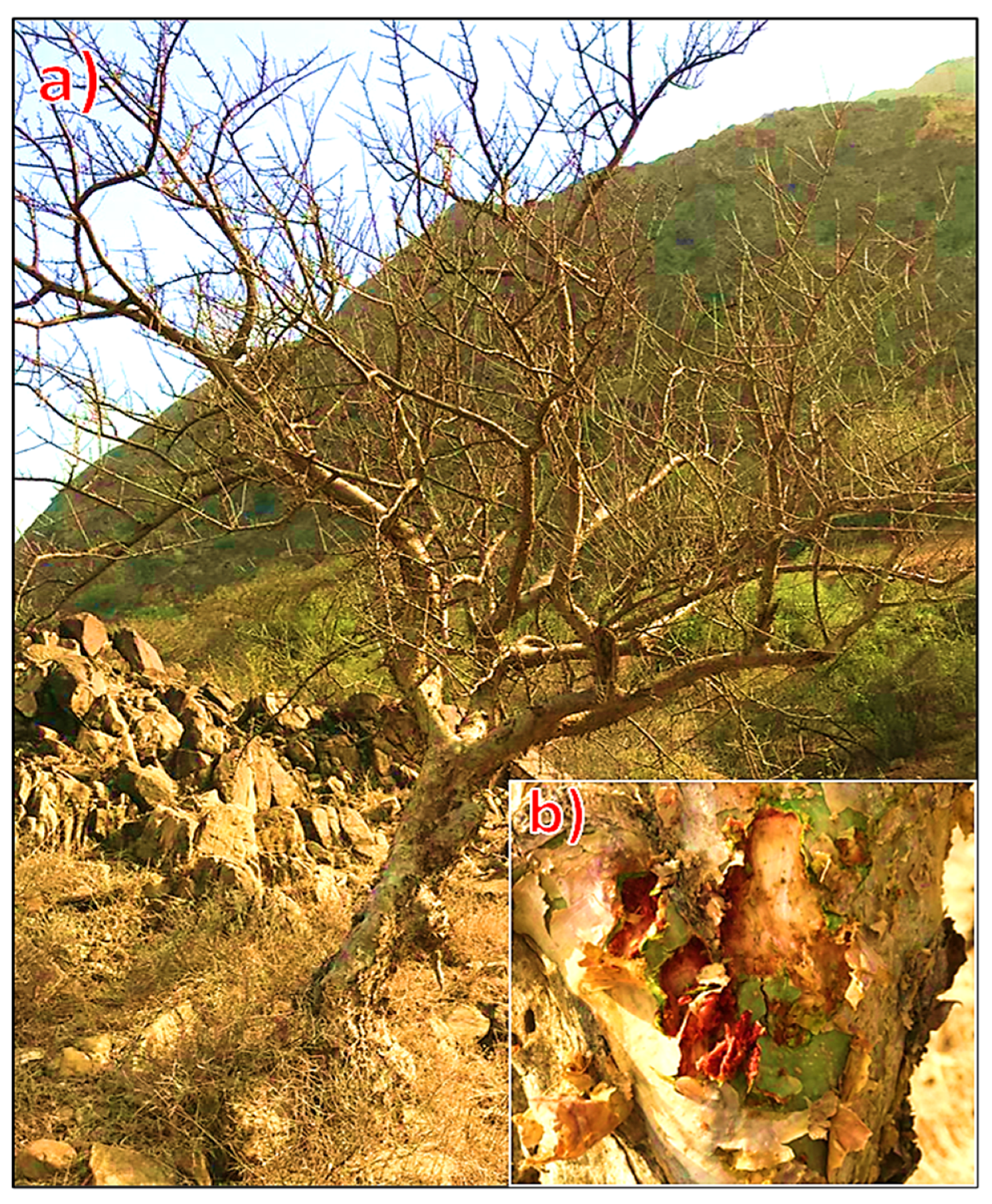 Molecules 29 01778 g003 Molecules 29 01778 g003