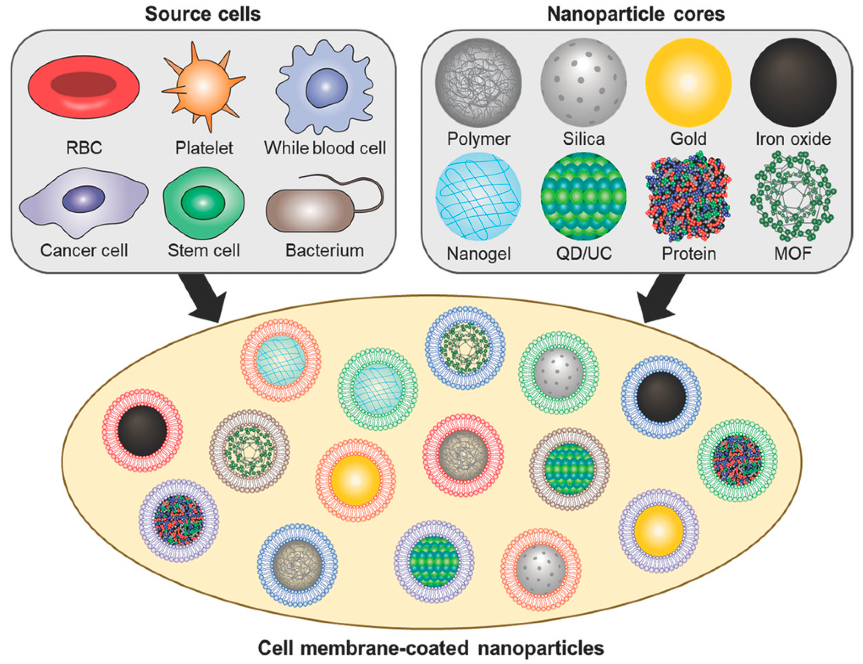 Molecules 29 01848 g005