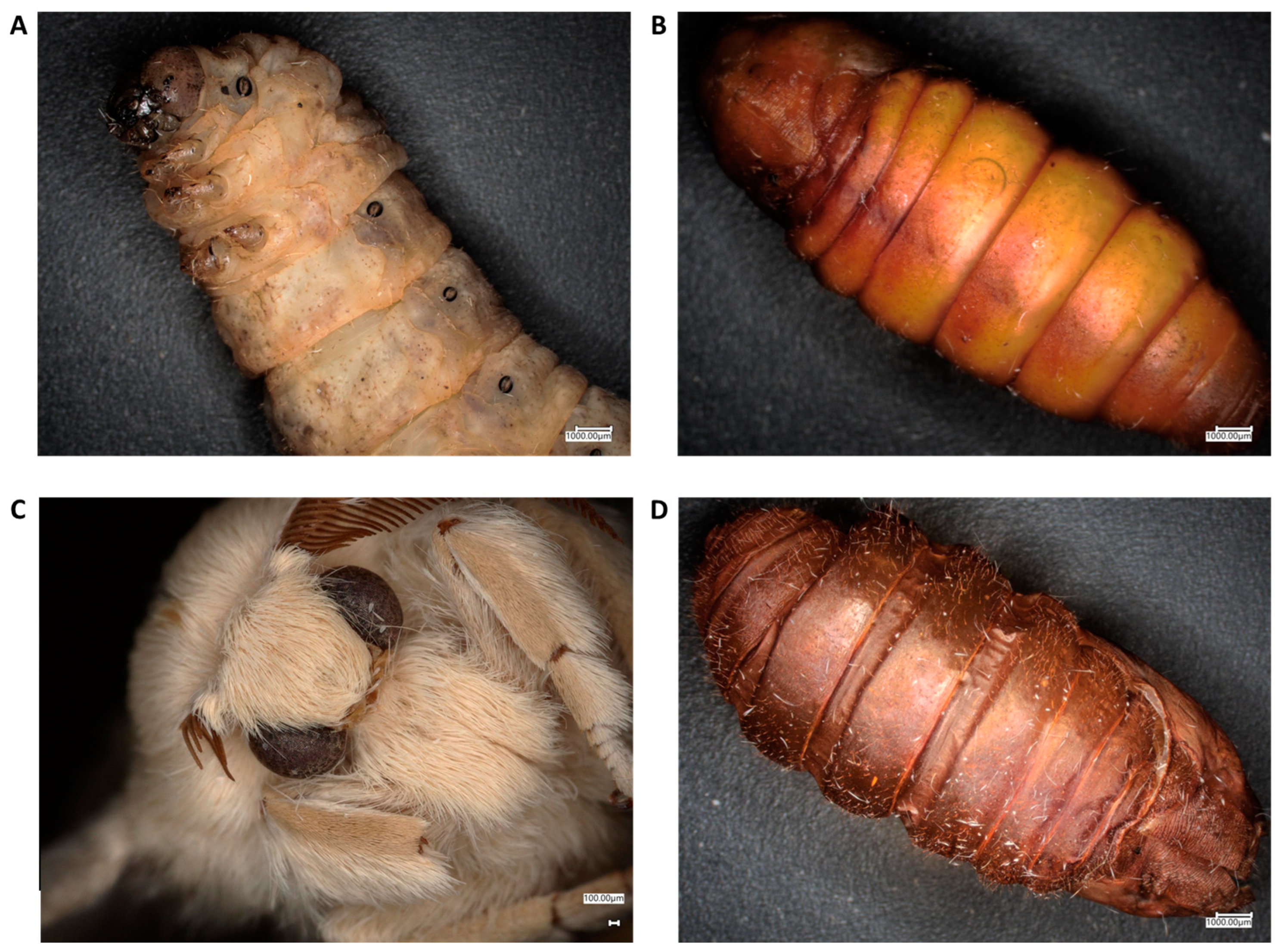 Molecules 29 01914 g001