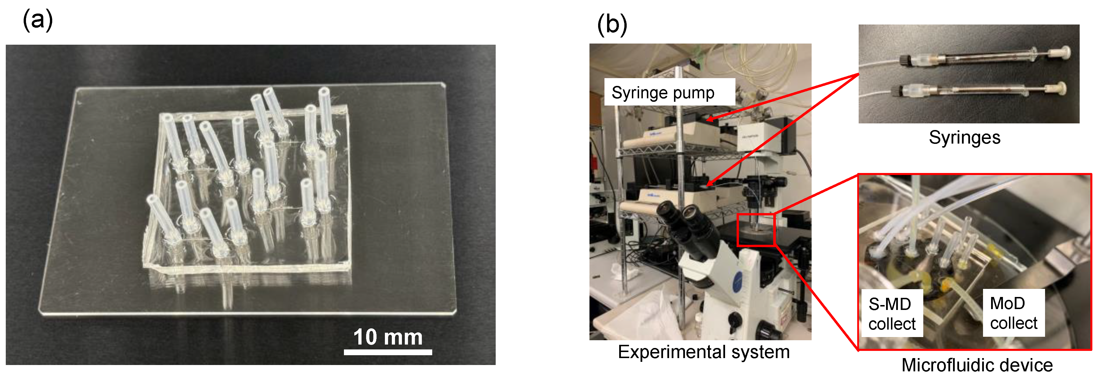Molecules 29 01949 g008
