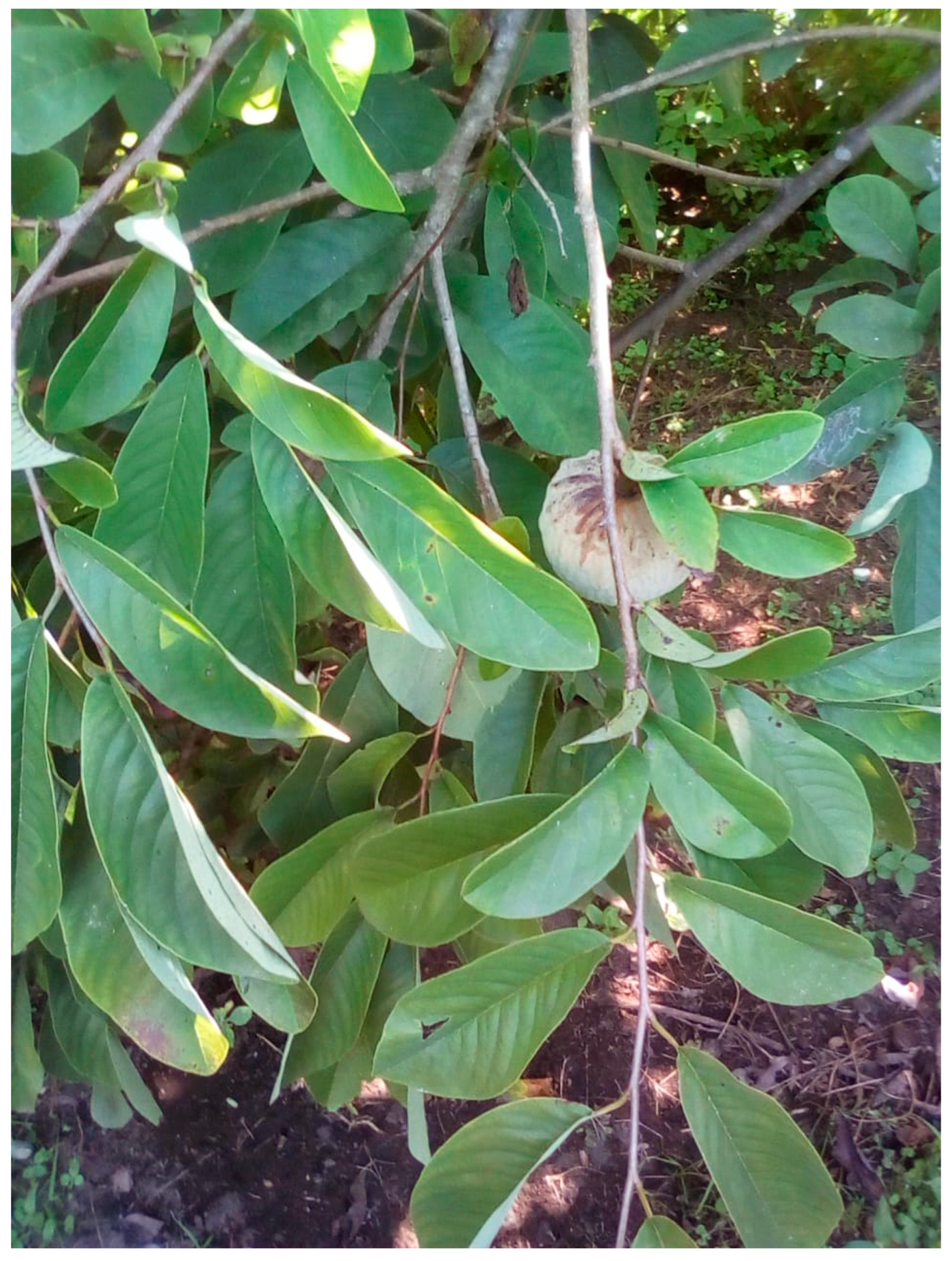 Molecules 29 01956 g008