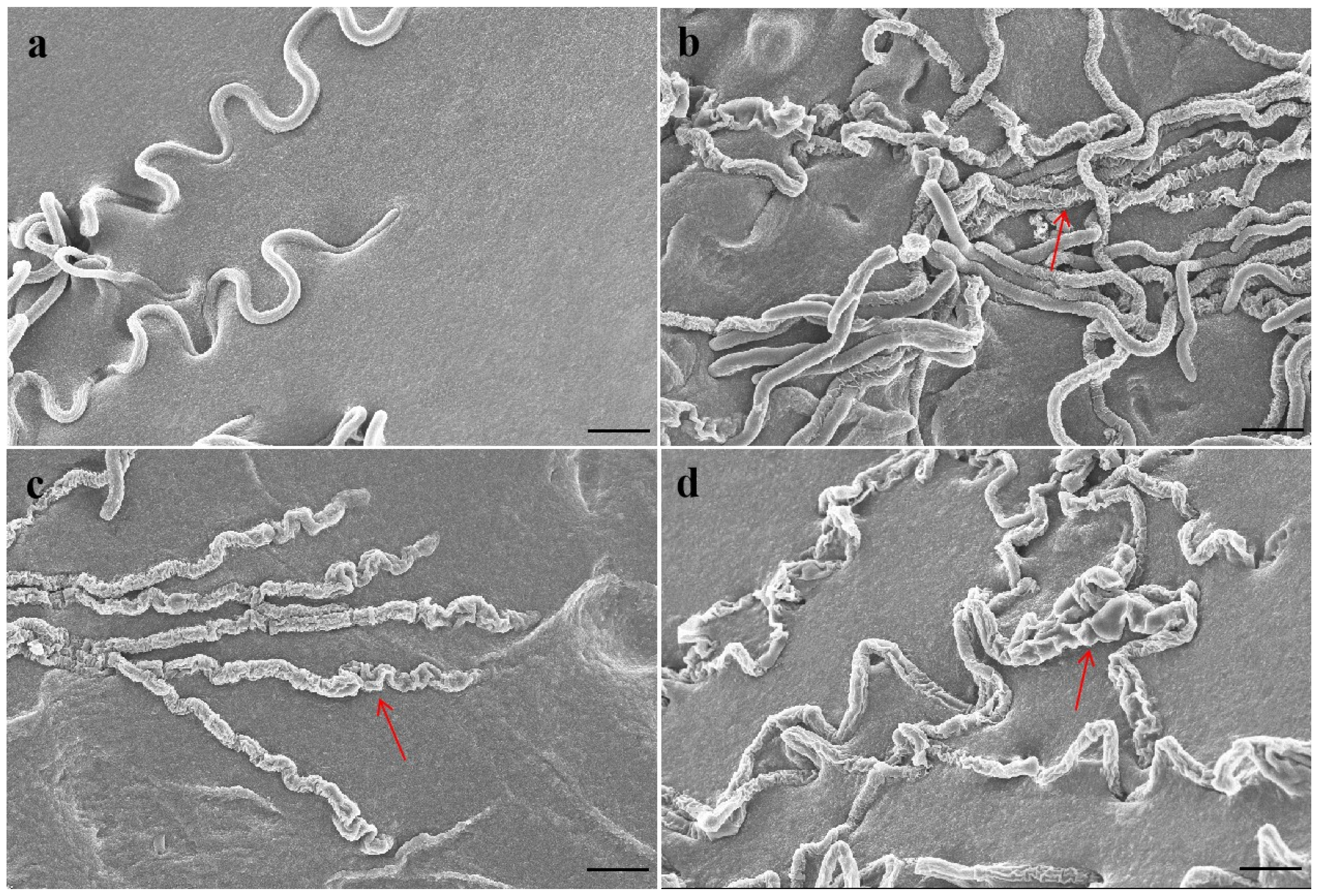 Molecules 29 01965 g001