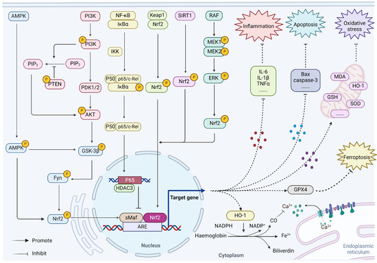 Potential Targets of Natural Products for Improving Cardiac