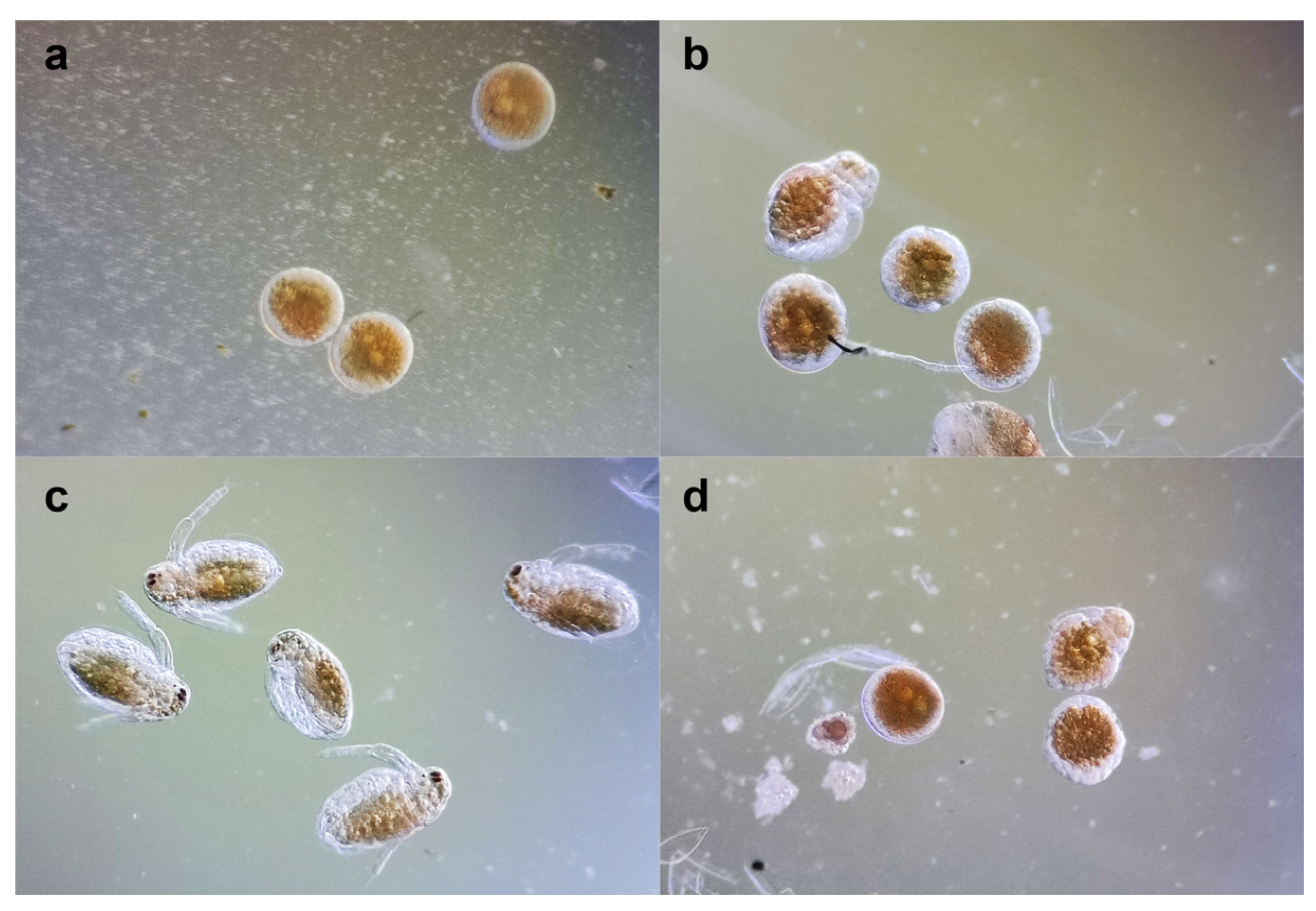 Molecules 29 02053 g003