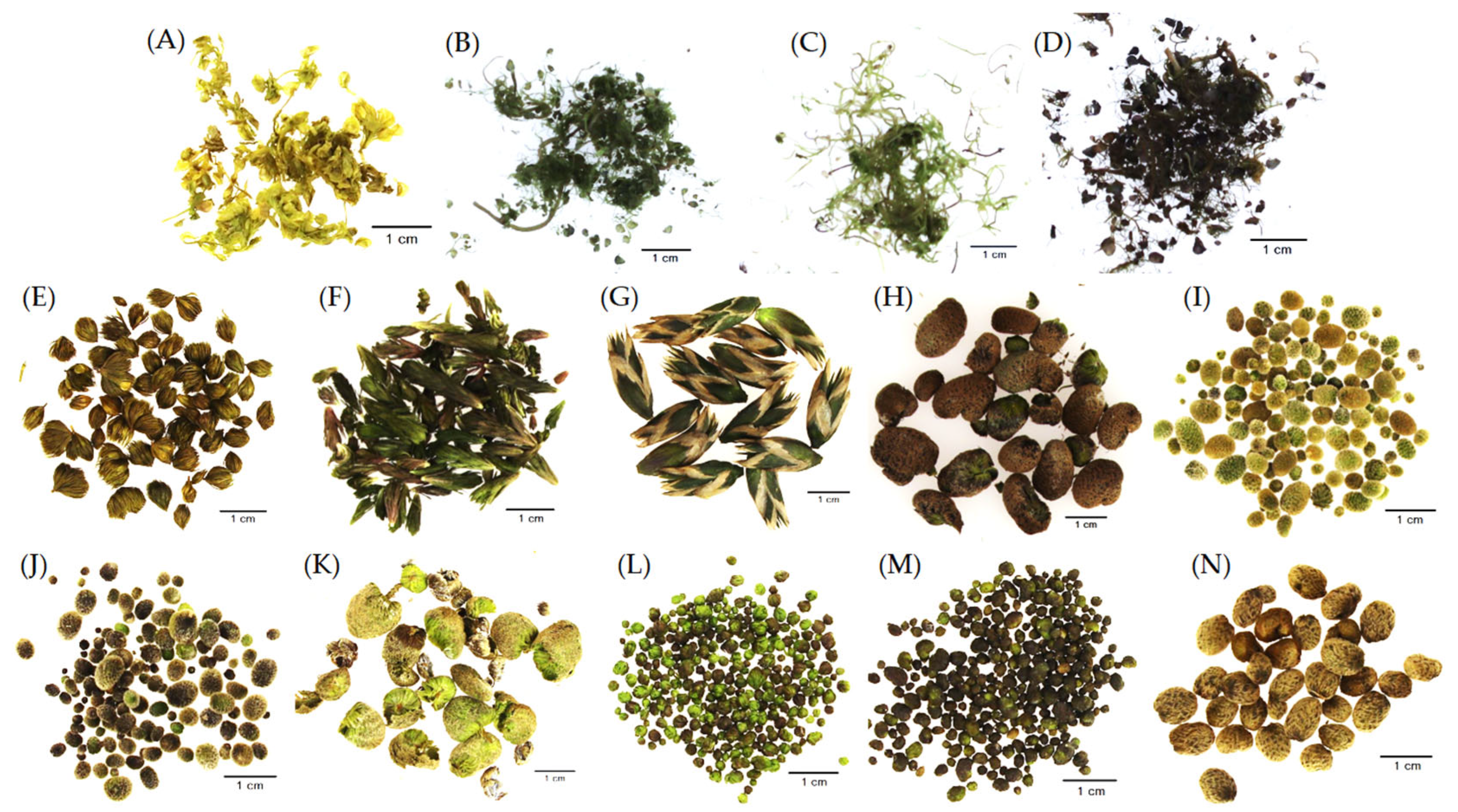 Molecules 29 02062 g003