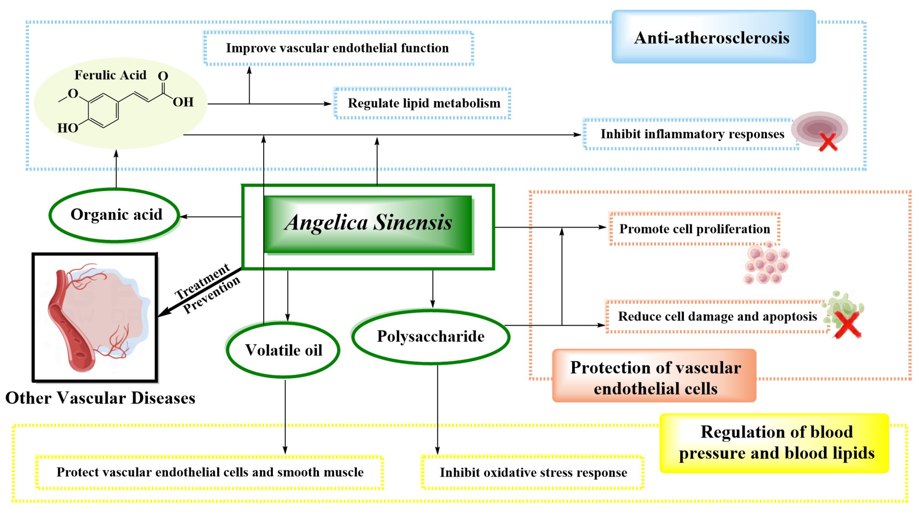 Want to know Angelica Sinensis effects and functions? This guide simply explains its key health uses.