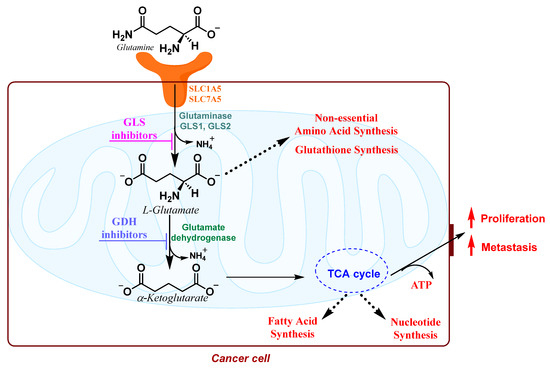 Metabolic Rewiring in Cancer: Small Molecule Inhibitors in Colorectal  Cancer Therapy