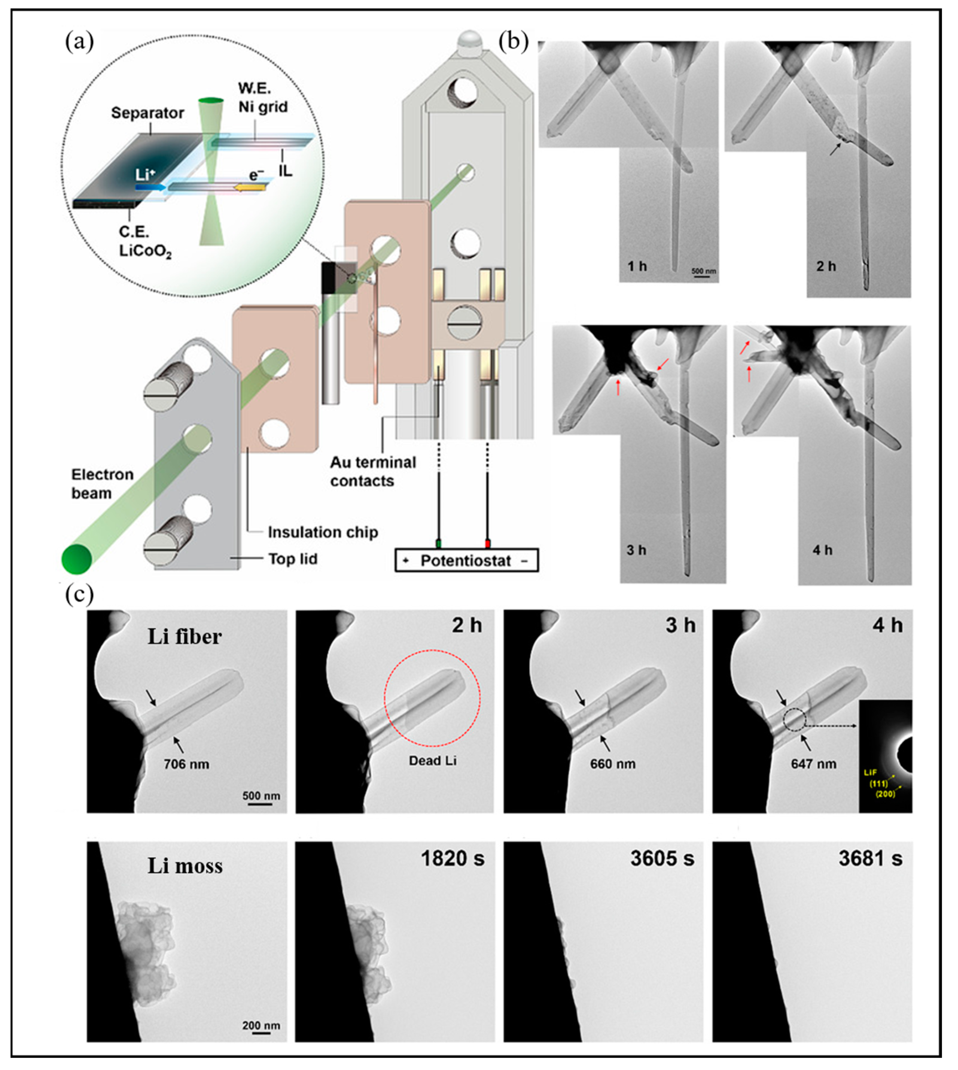 Molecules 29 02118 g006
