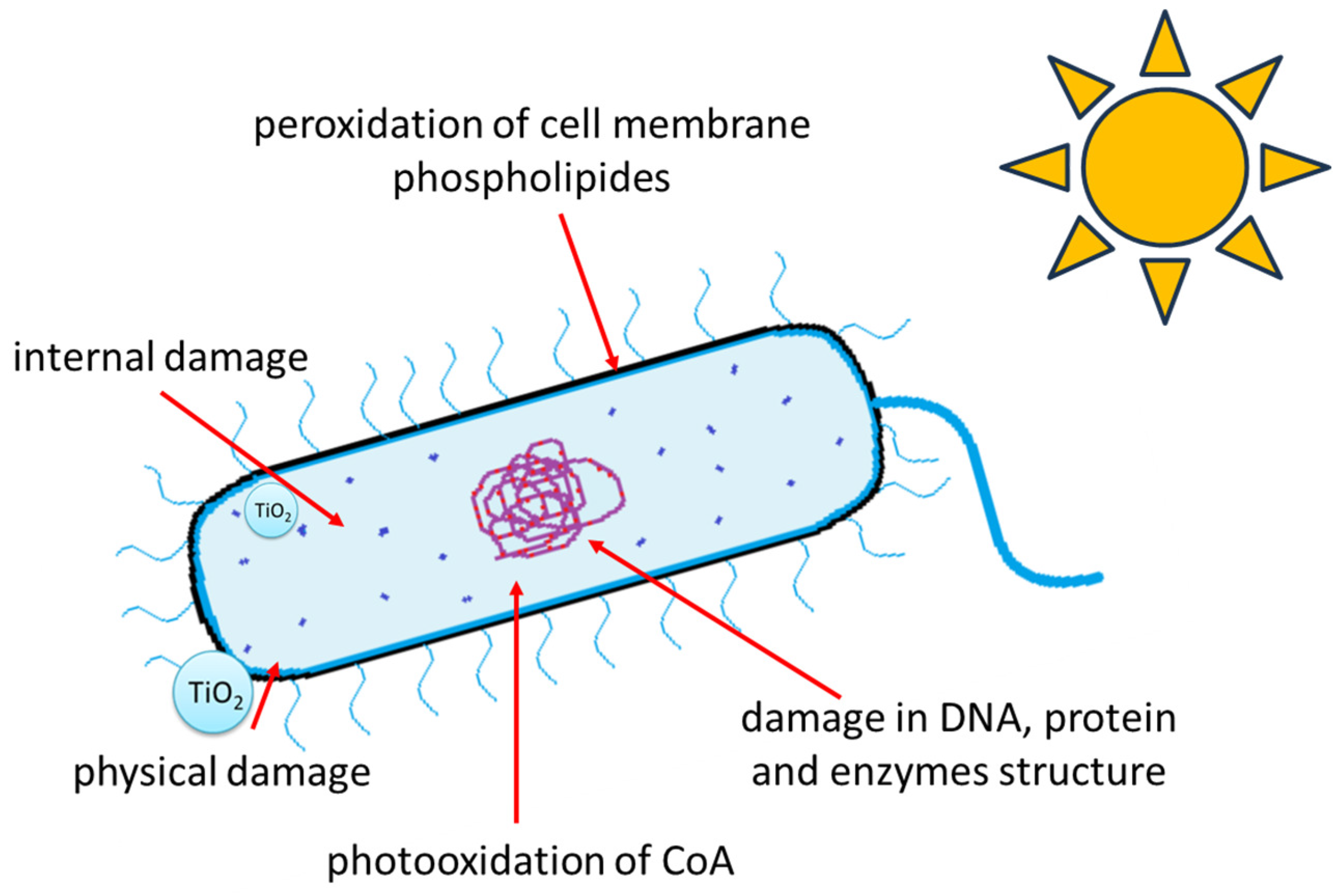 Molecules 29 02221 g001