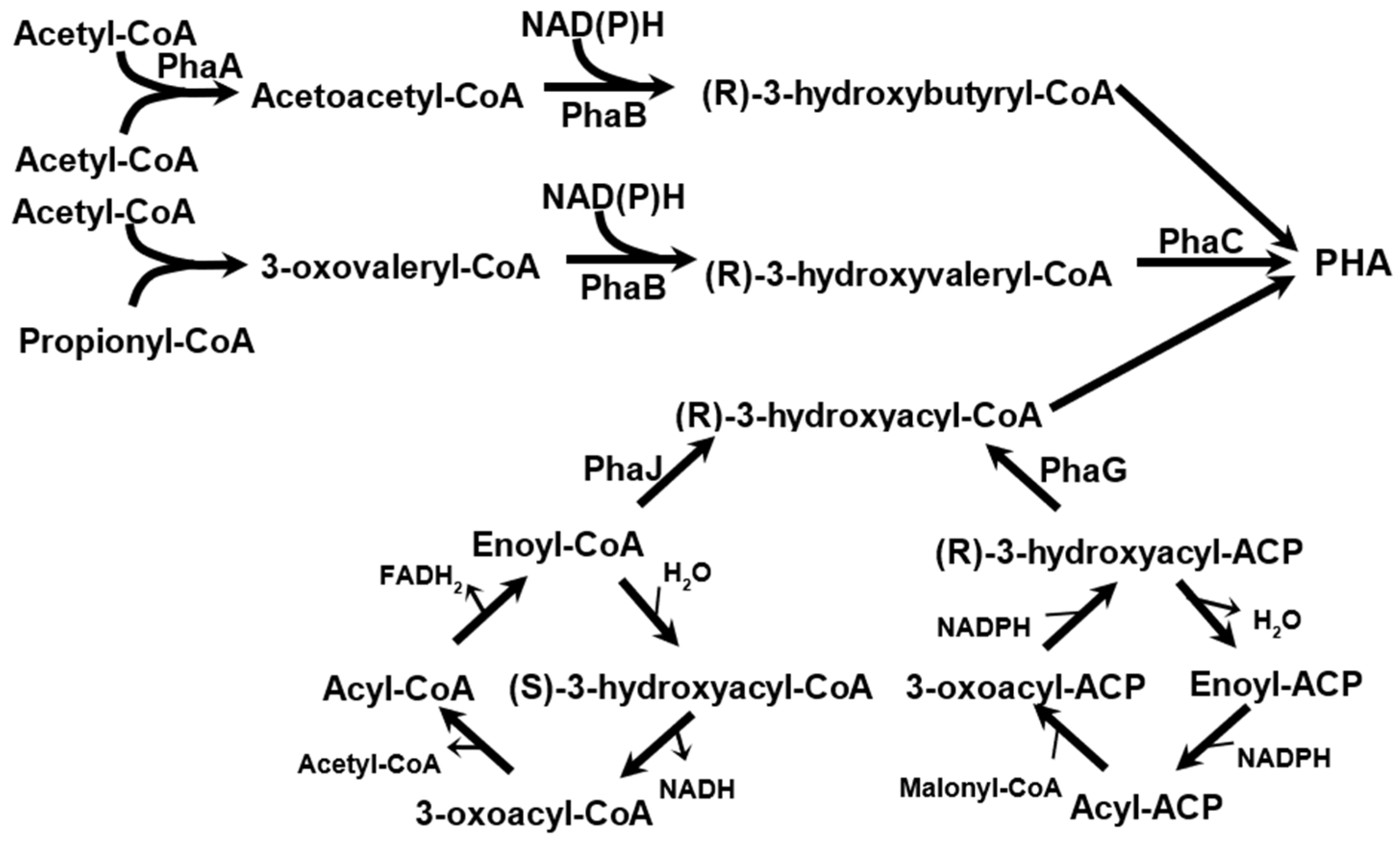 Molecules 29 02293 g003