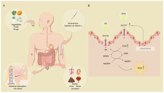 The Involvement of Ascorbic Acid in Cancer Treatment