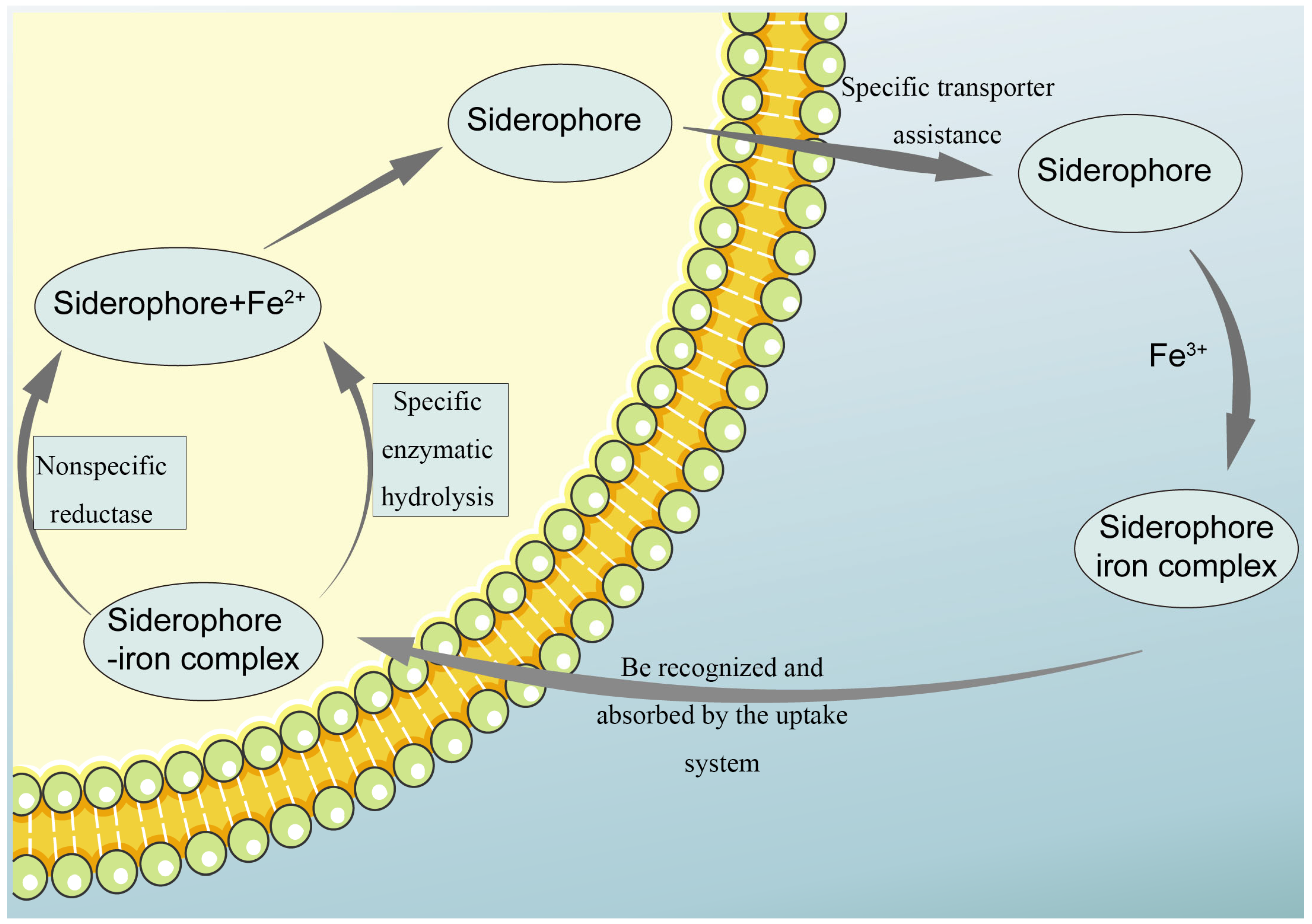 Molecules 29 02318 g004 Molecules 29 02318 g004