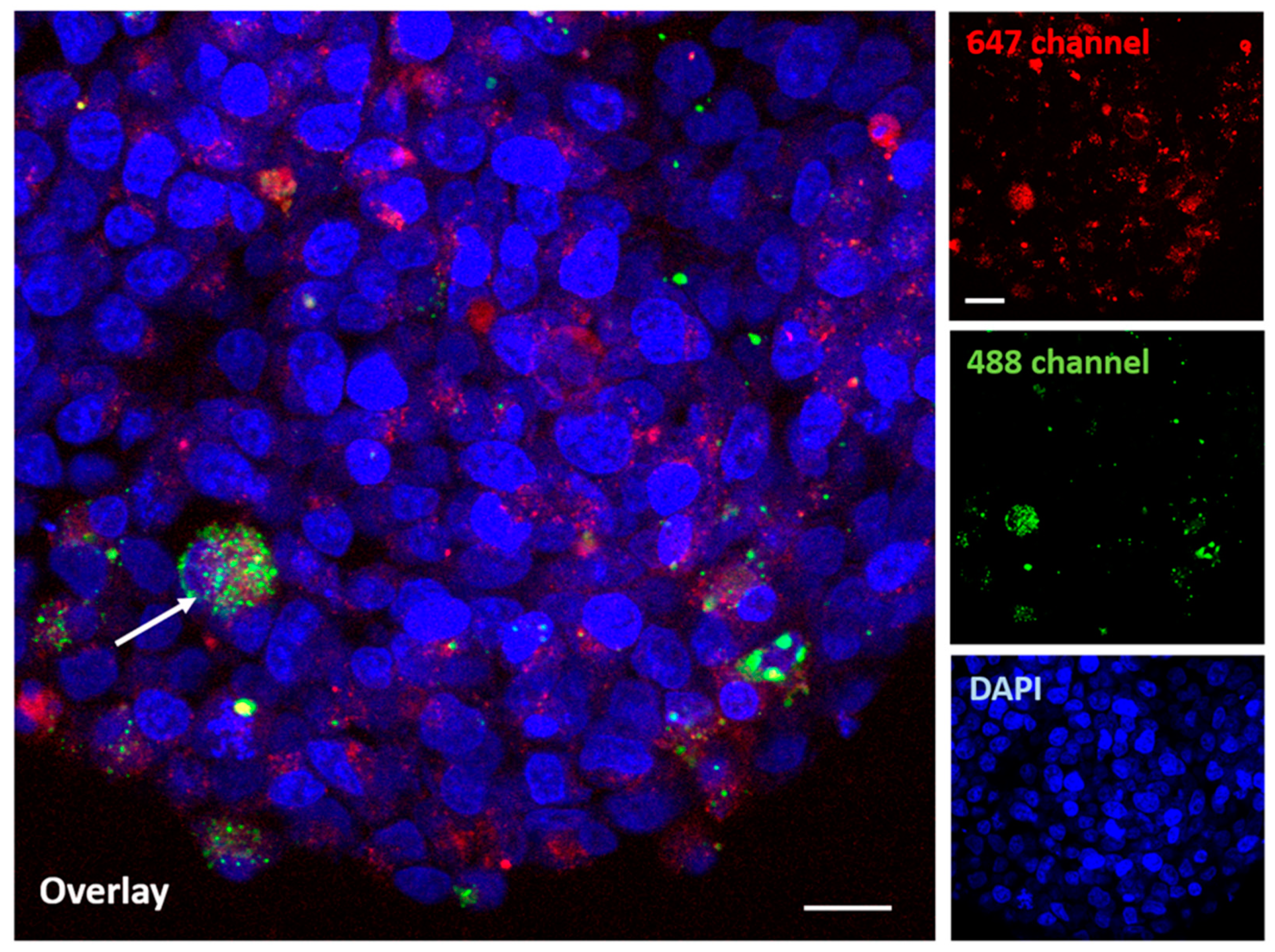 Molecules 29 02469 g010
