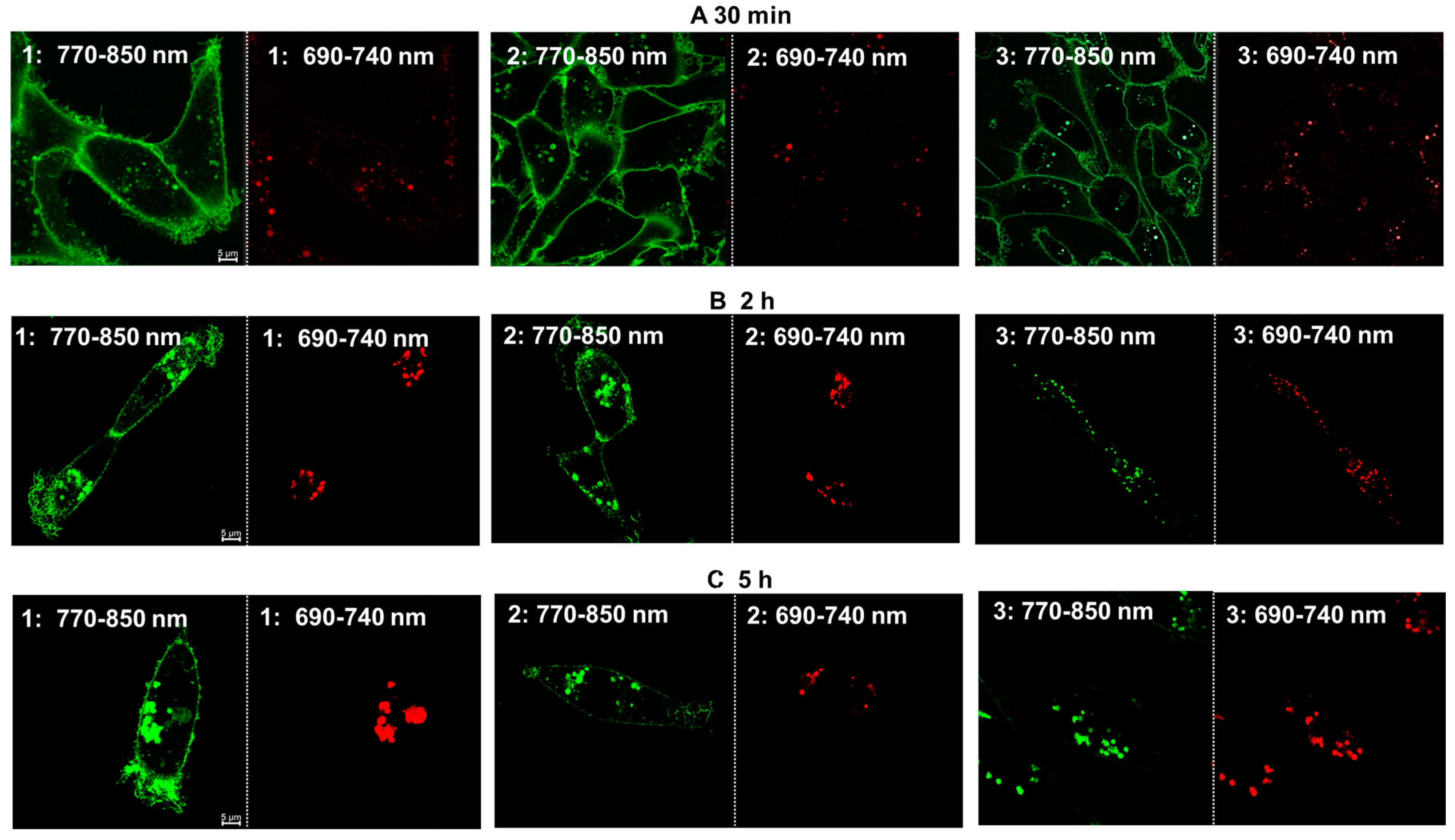 Molecules 29 02474 g006