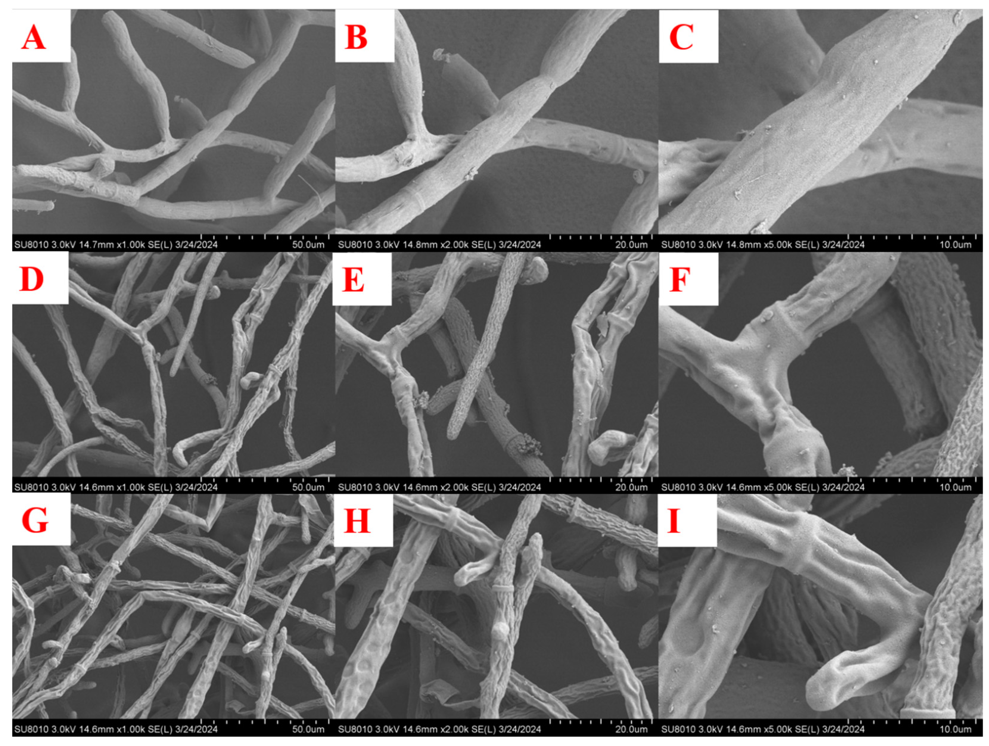 Molecules 29 02501 g004