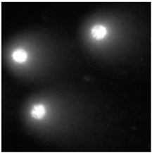 Molecules 29 02503 i003