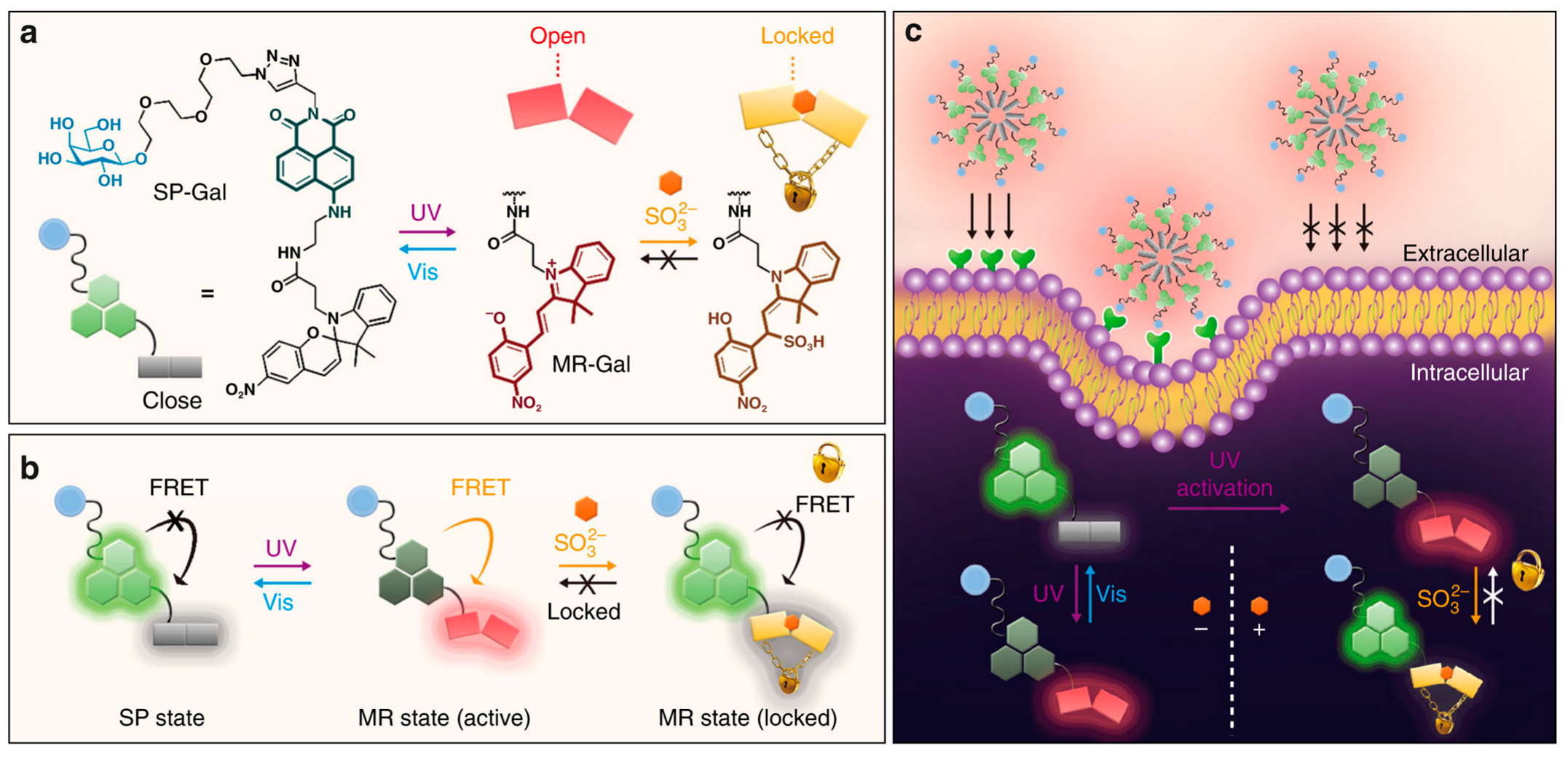 Molecules 29 02521 g013
