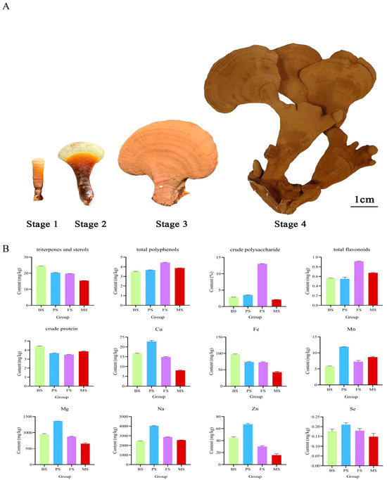 Changes of Active Substances in Ganoderma lucidum during Different ...