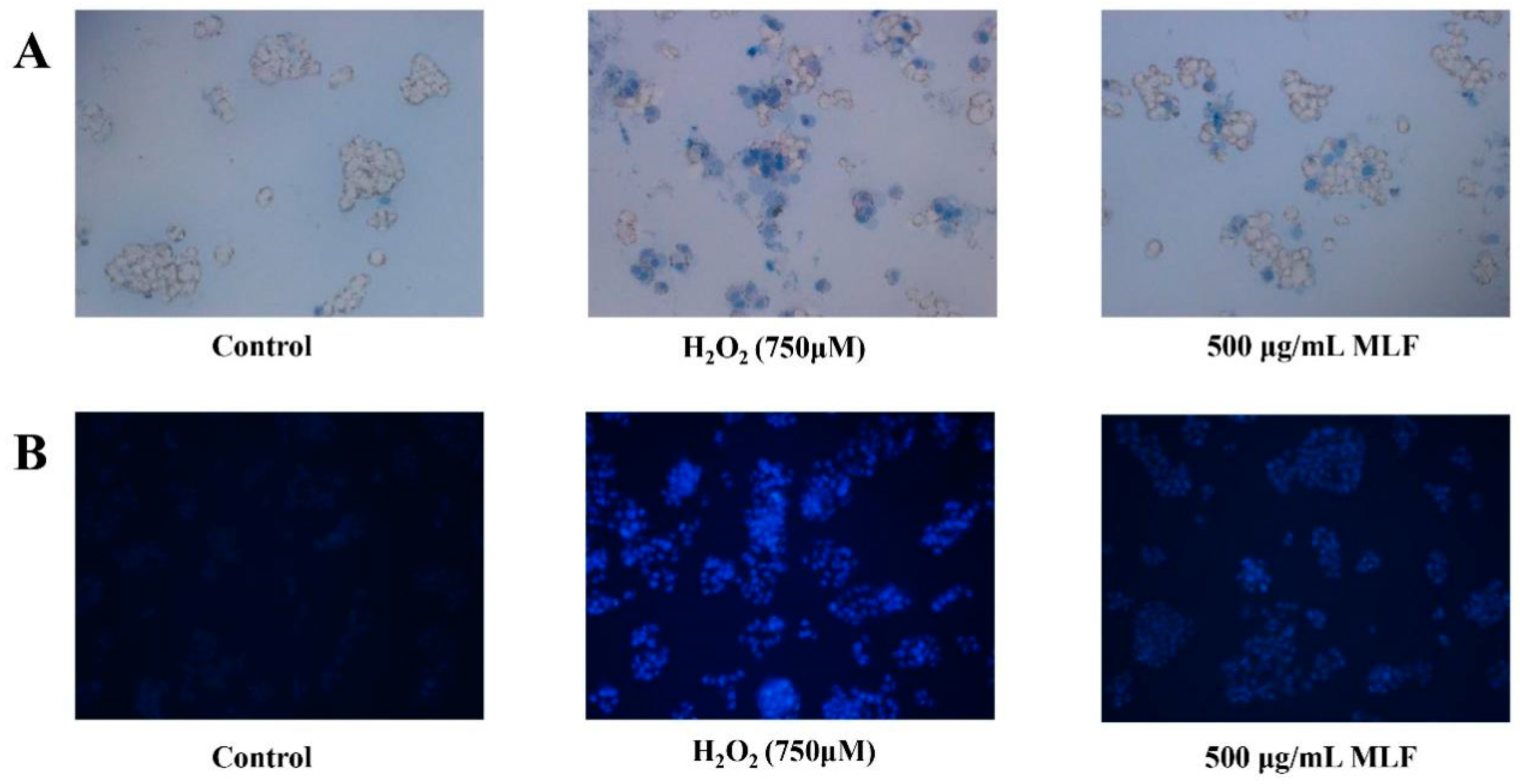 Molecules 29 02597 g003