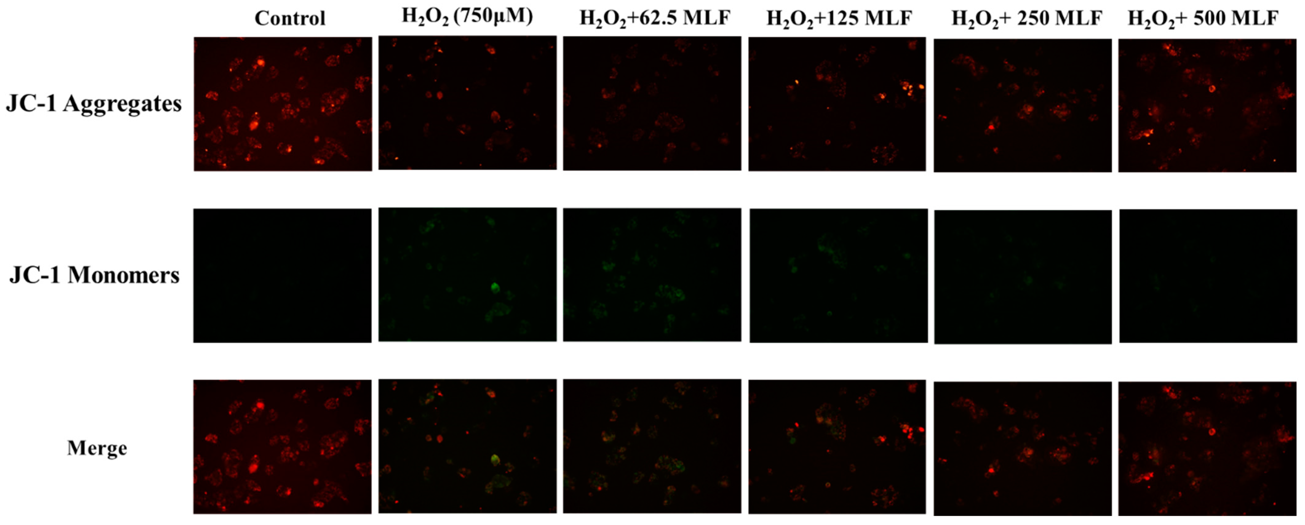 Molecules 29 02597 g006