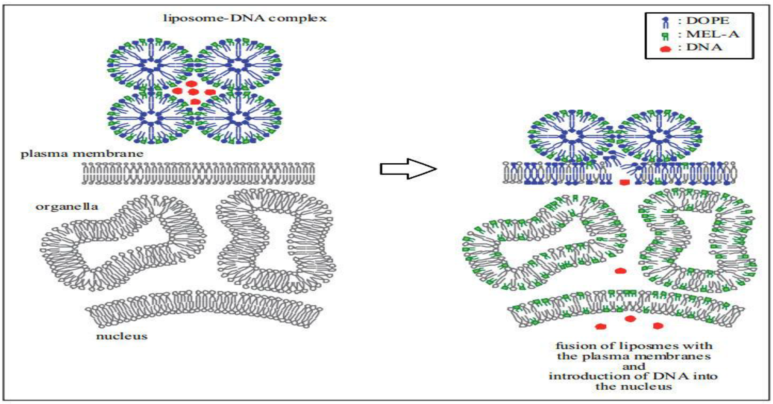 Molecules 29 02606 g003