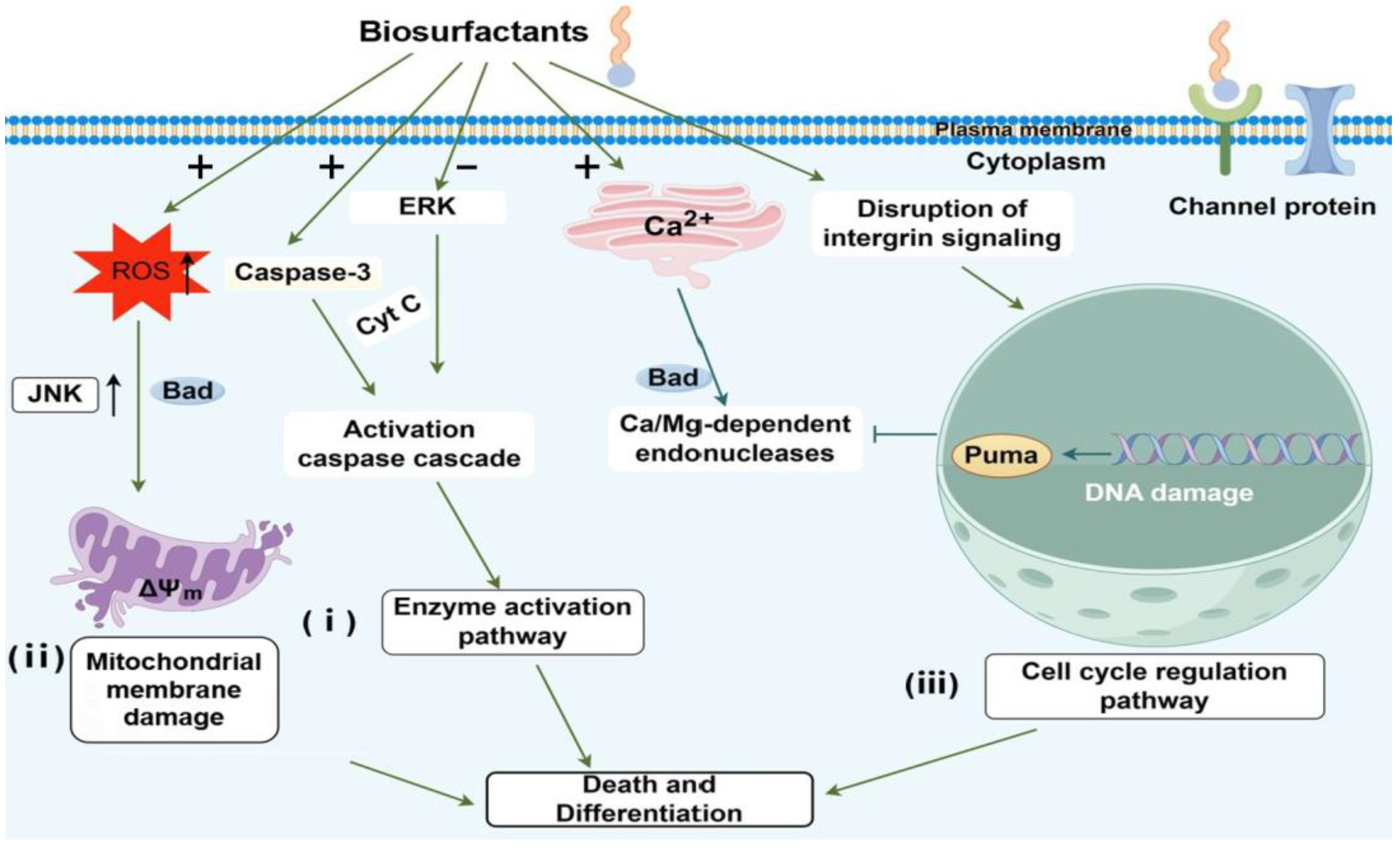 Molecules 29 02606 g004