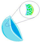 Molecules 29 02609 i010