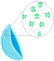 Molecules 29 02609 i011