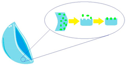 Molecules 29 02609 i012