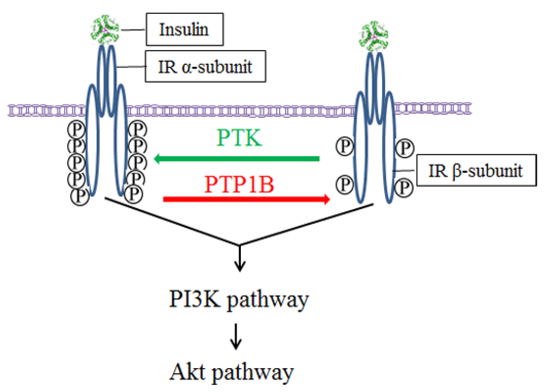 Molecules 29 02731 g001