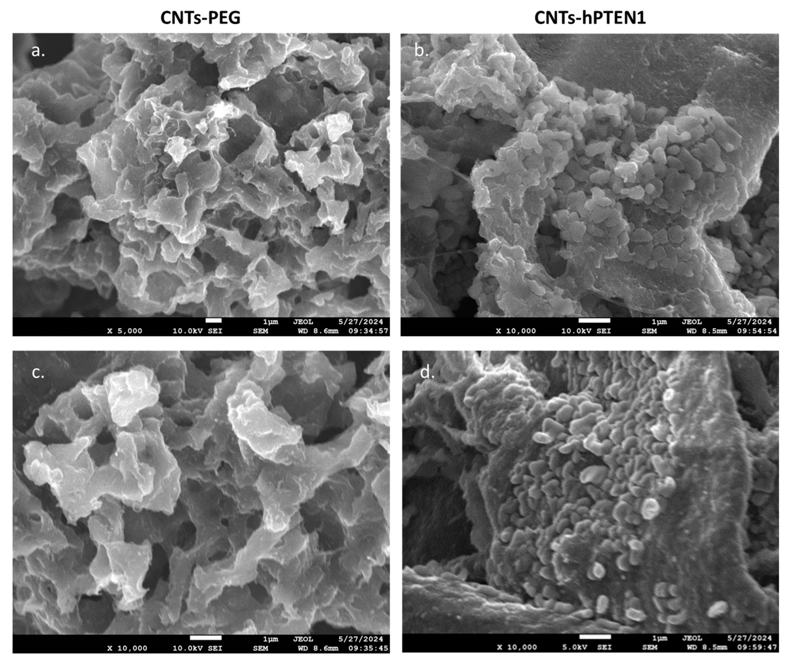 Molecules 29 02785 g001
