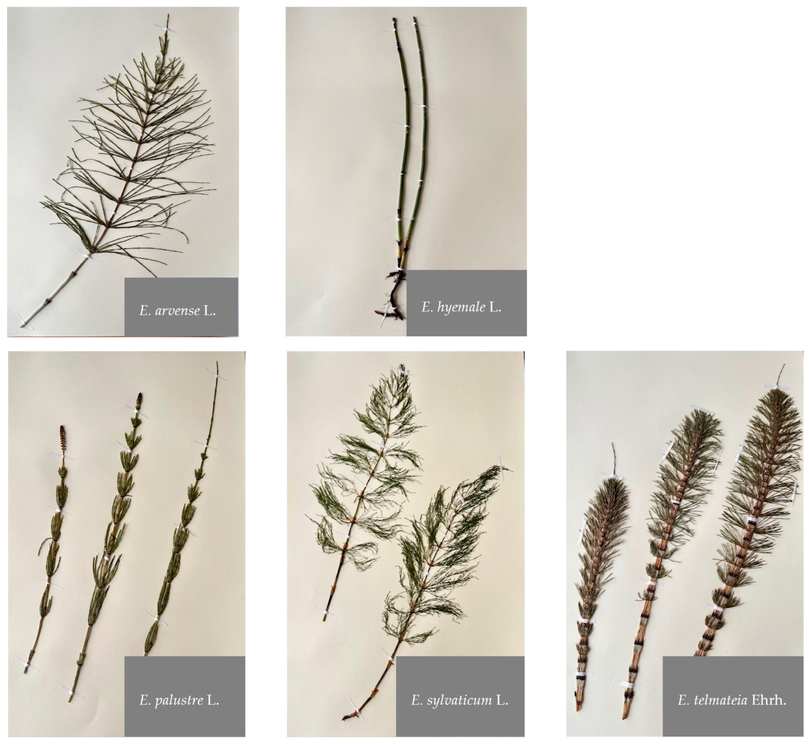 Molecules 29 02821 g001