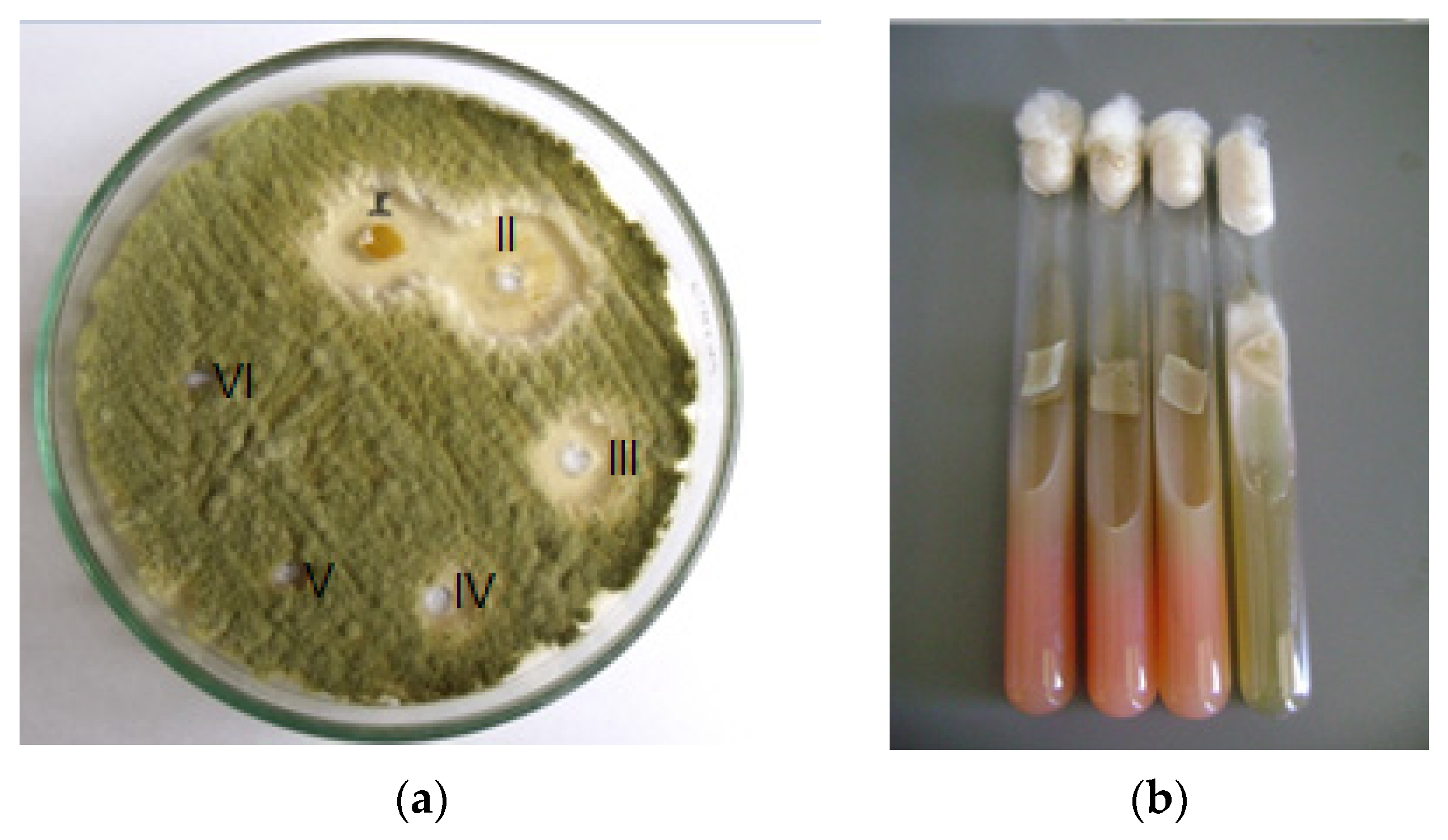Molecules 29 02844 g004