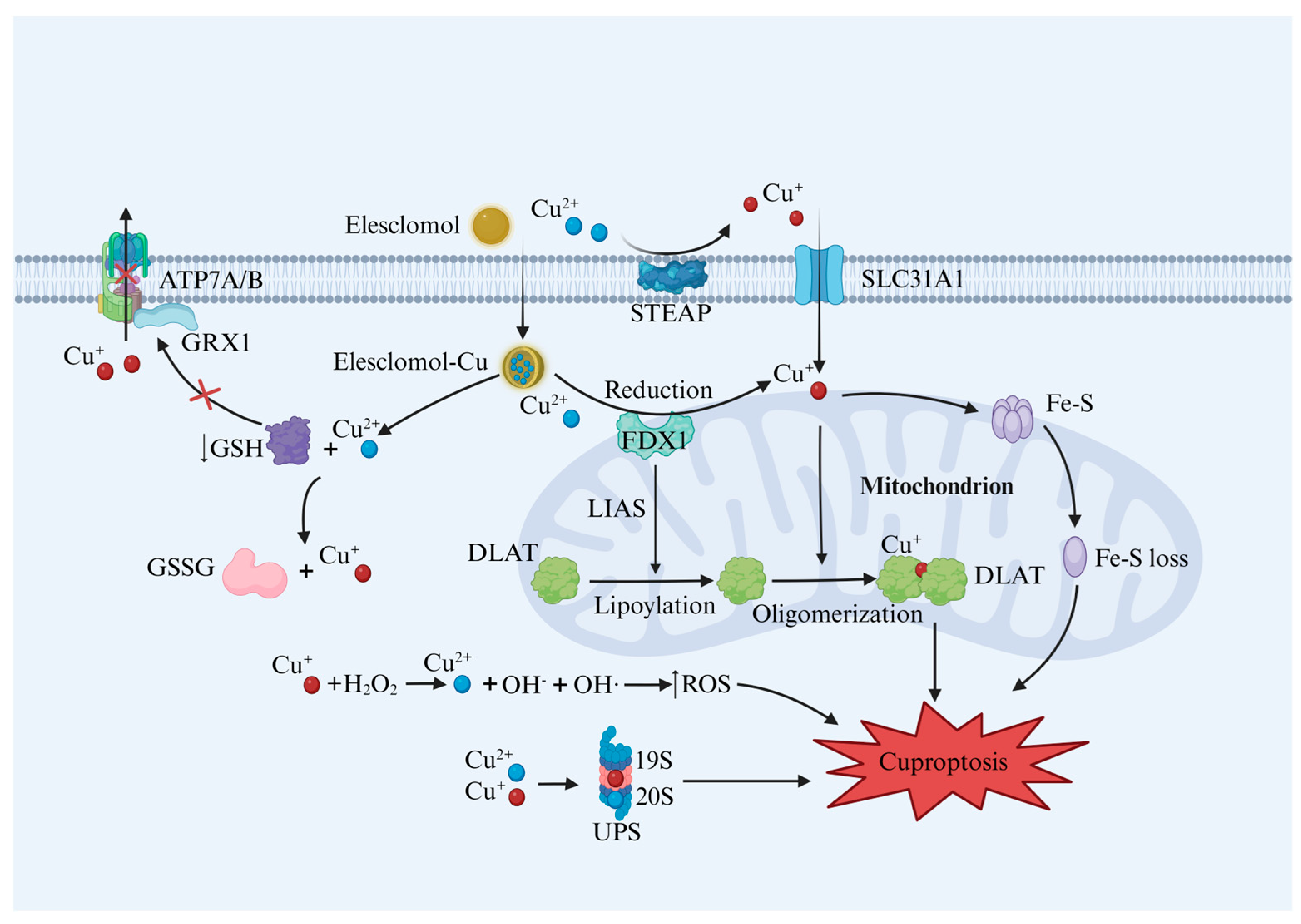 Molecules 29 02852 g002