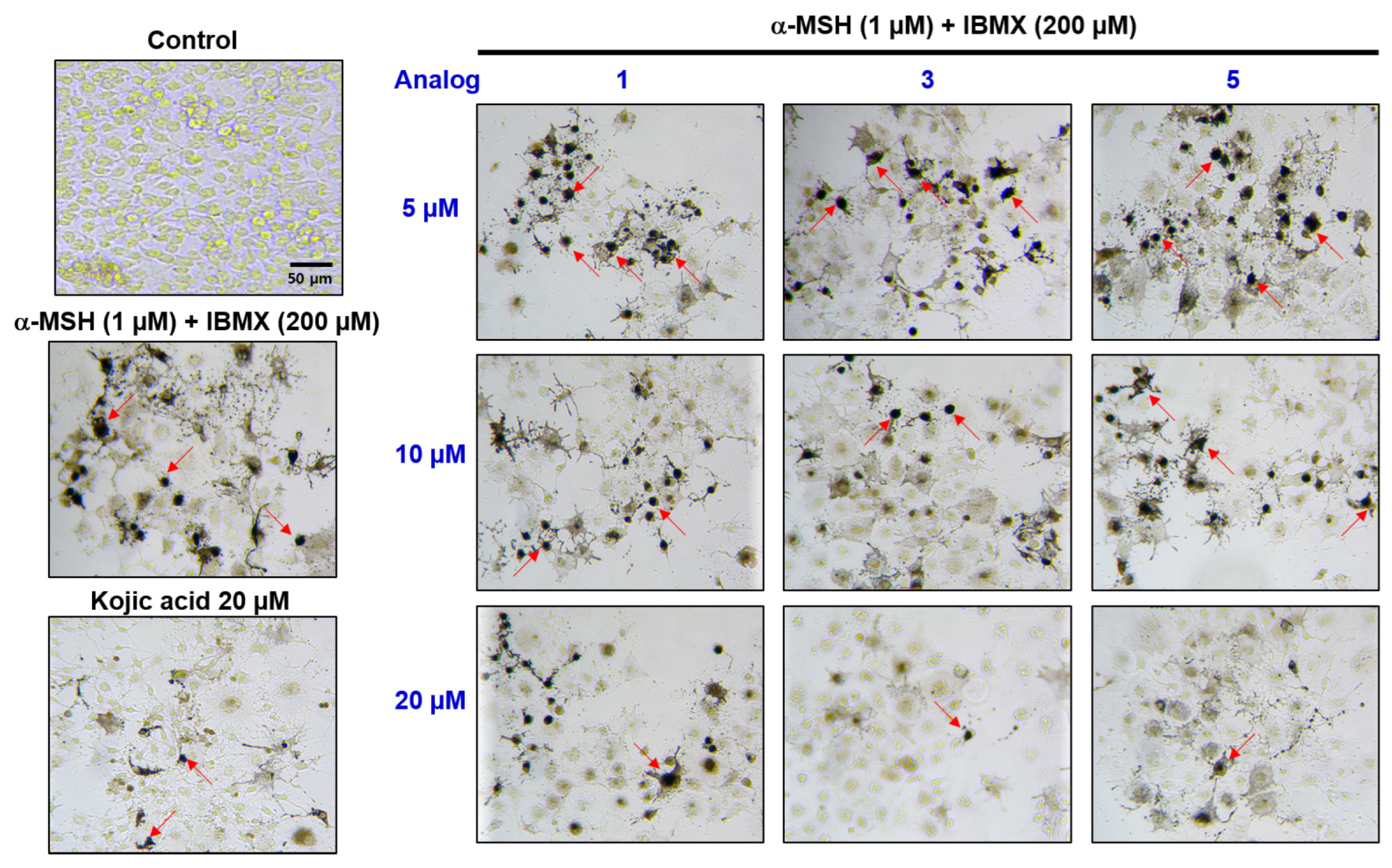 Molecules 29 02887 g009