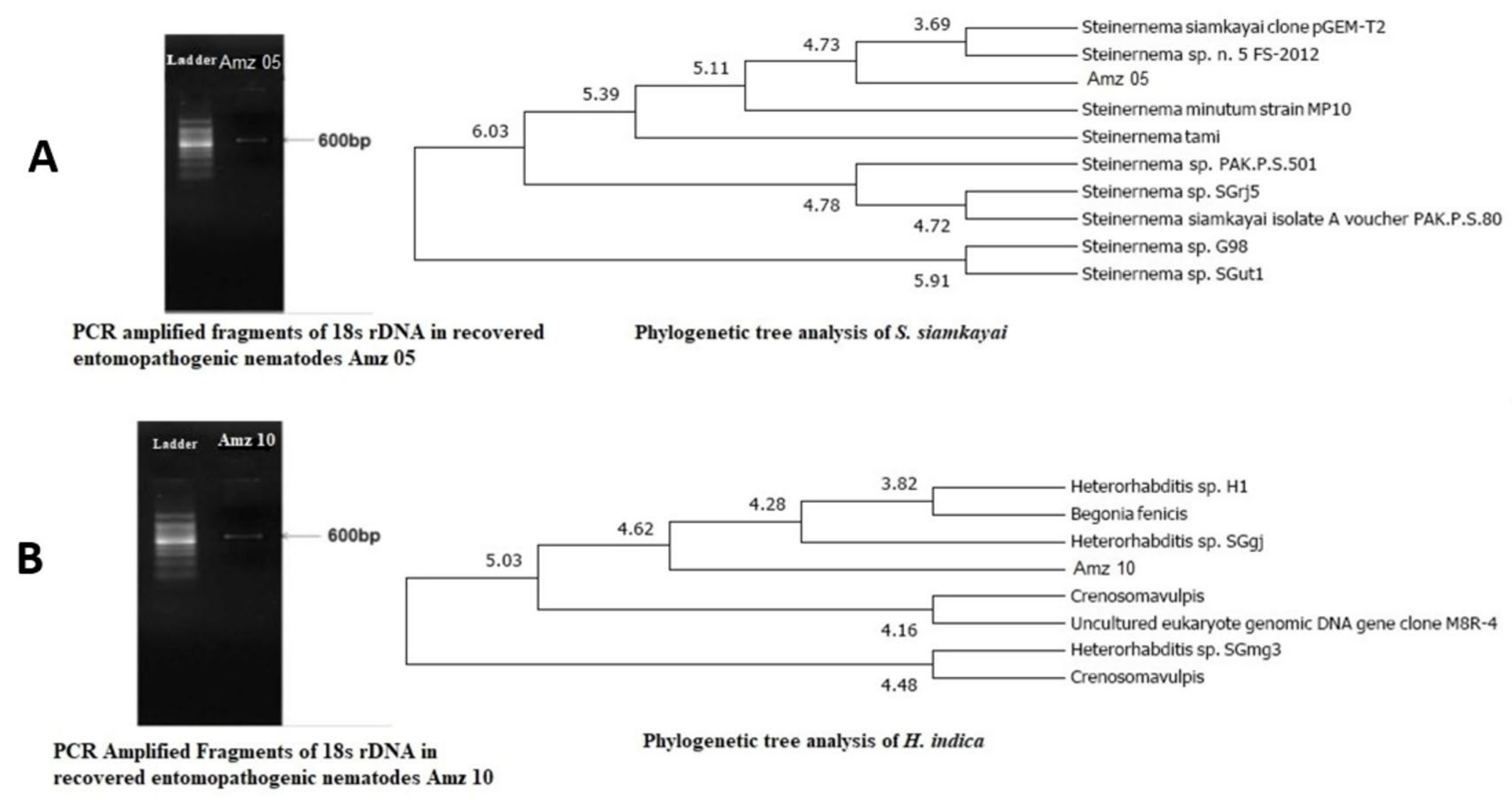 Molecules 29 02914 g002