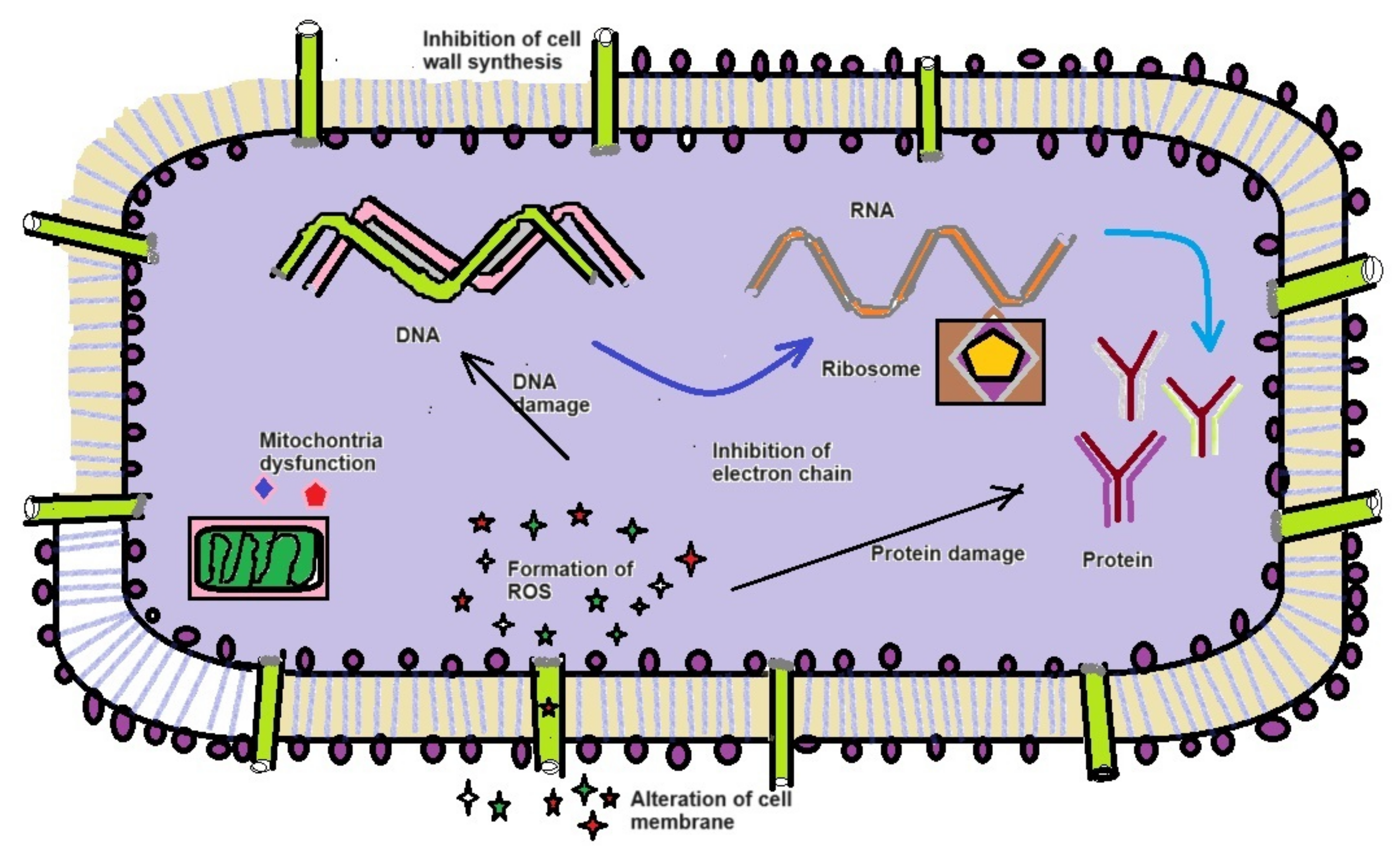 Molecules 29 02914 g008