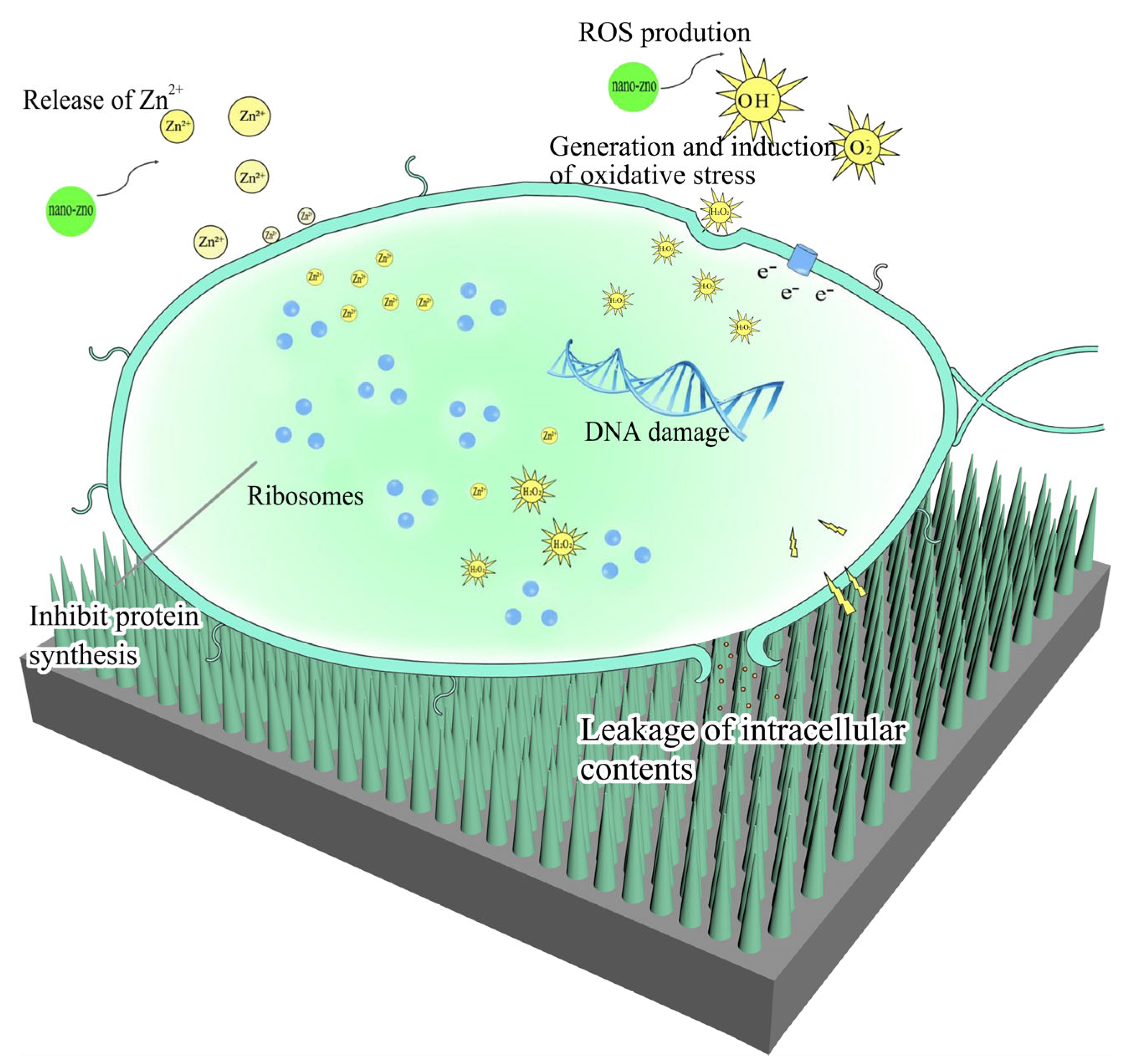 Molecules 29 02916 g008