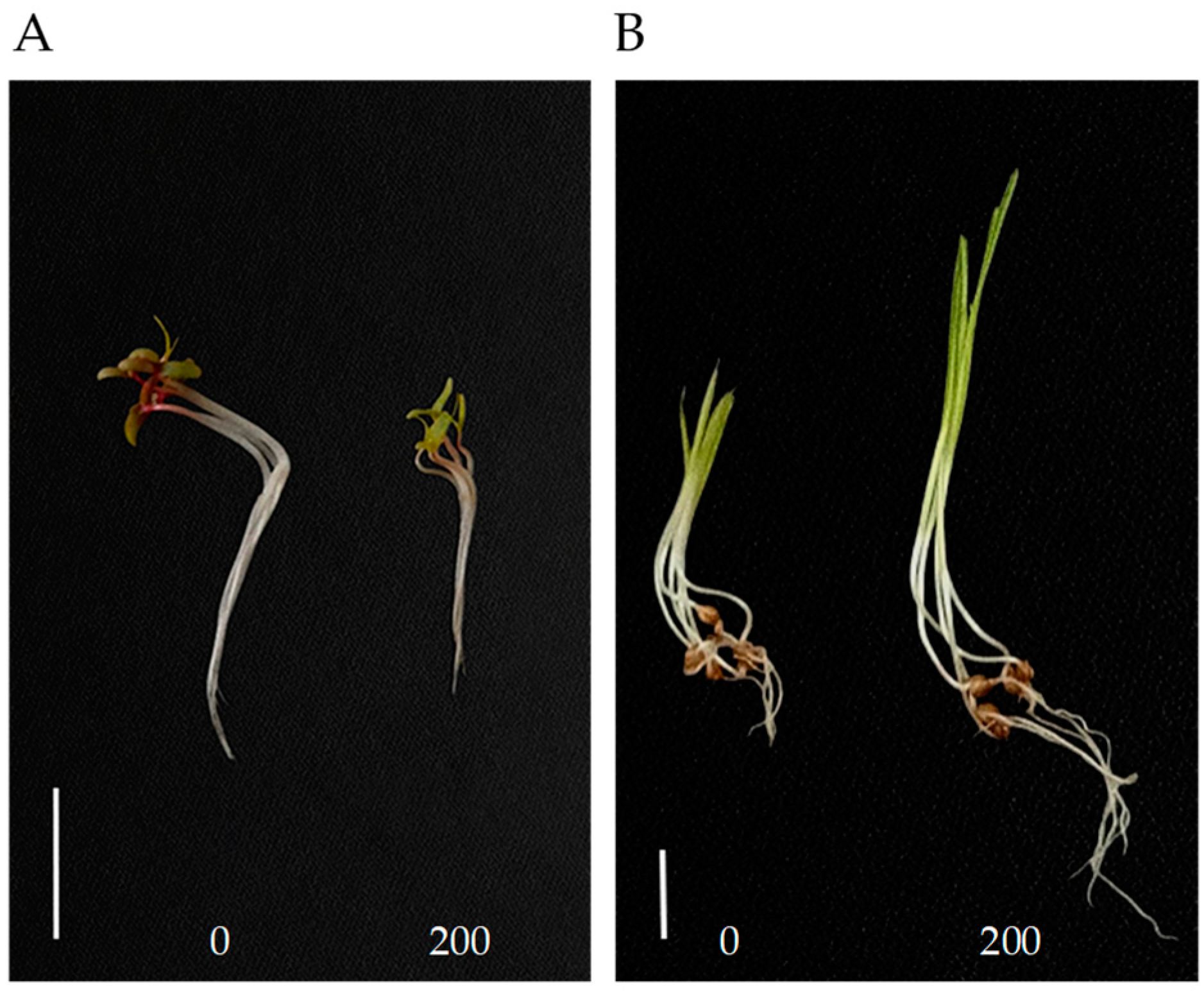 Molecules 29 03040 g002